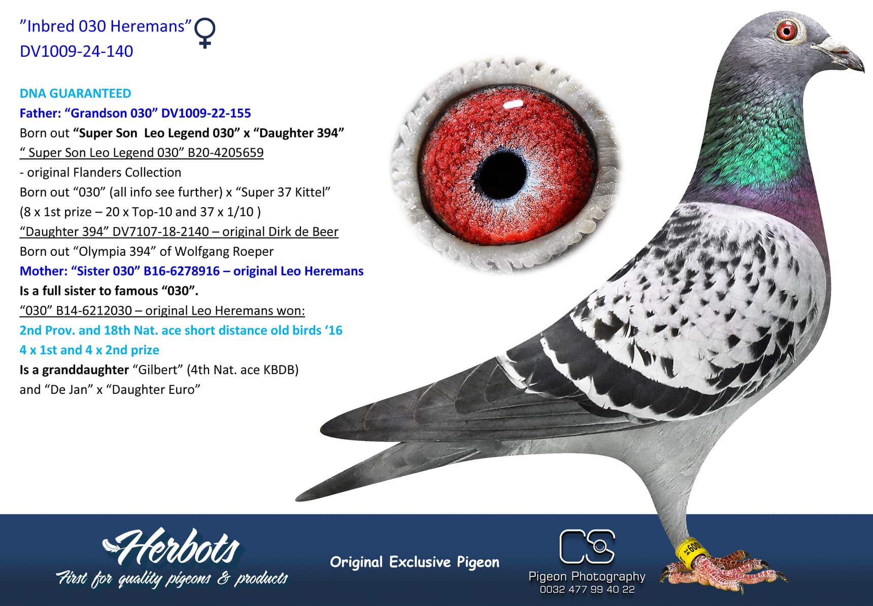 pigeon: undefined