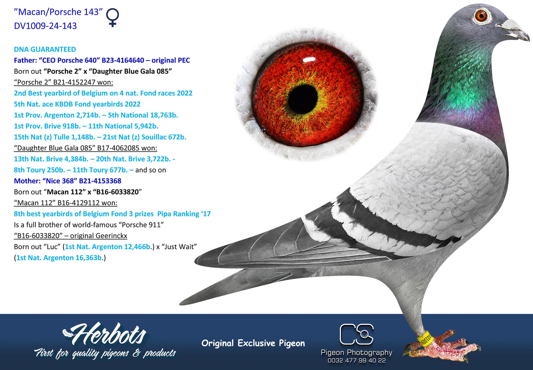 pigeon: undefined