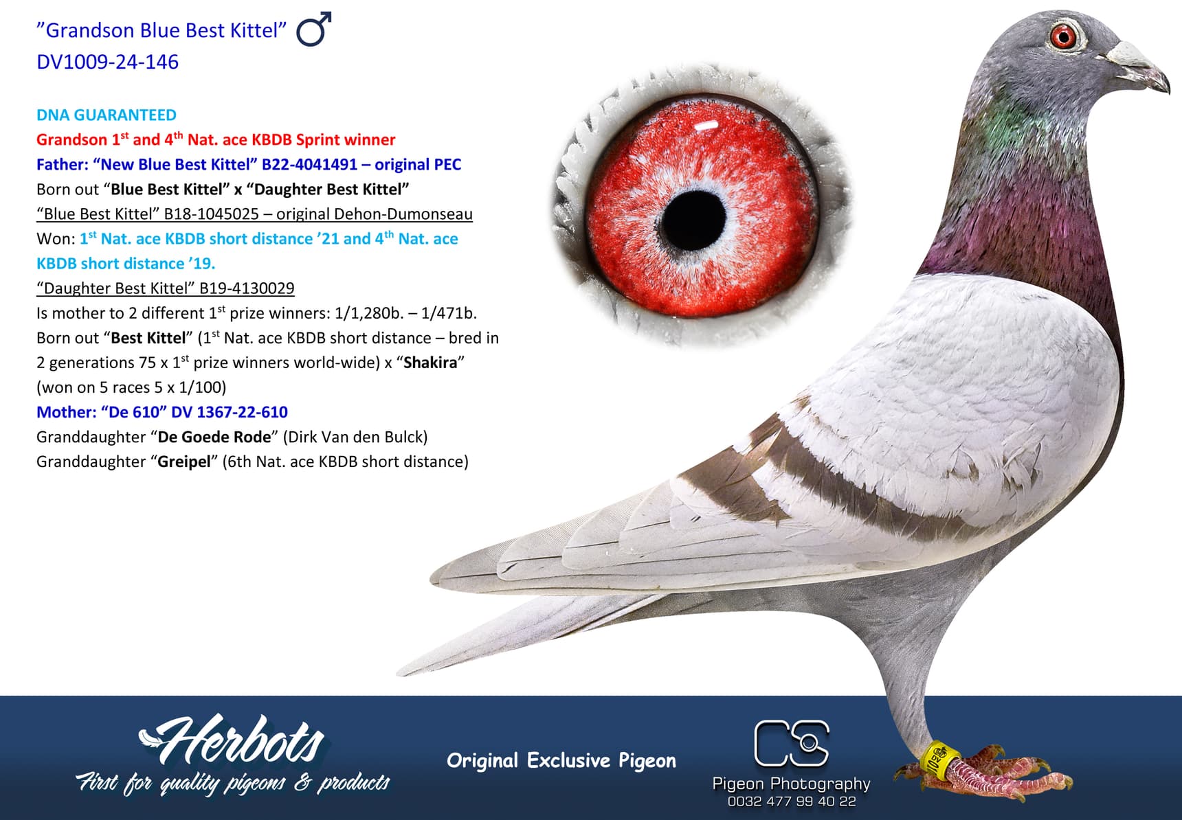 pigeon: undefined
