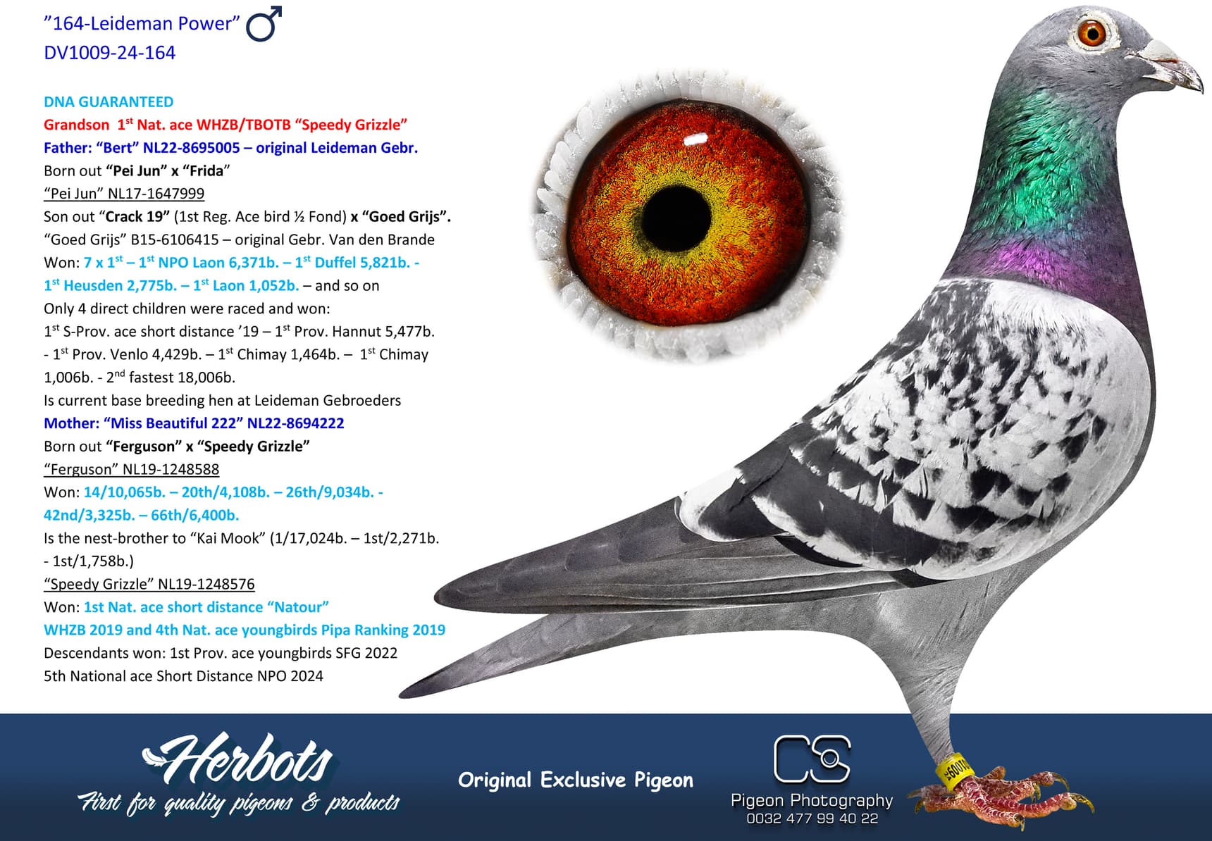 pigeon: undefined
