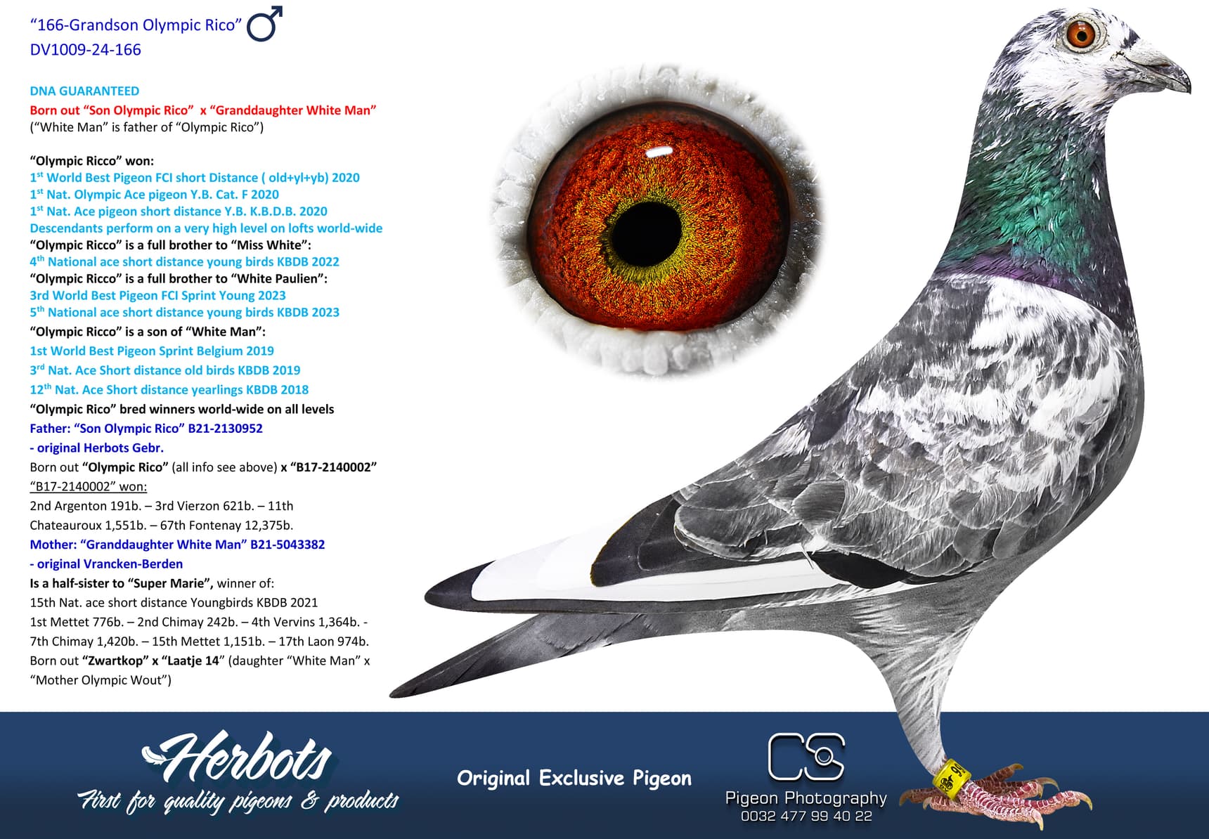 pigeon: undefined