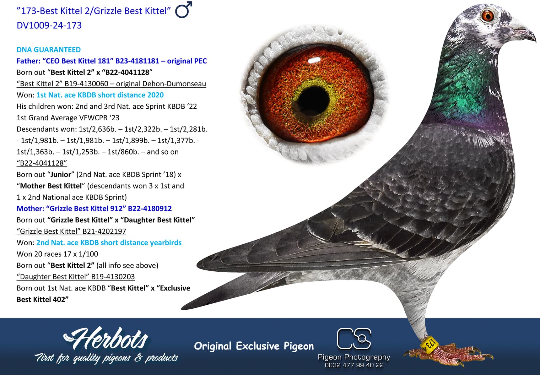 pigeon: undefined