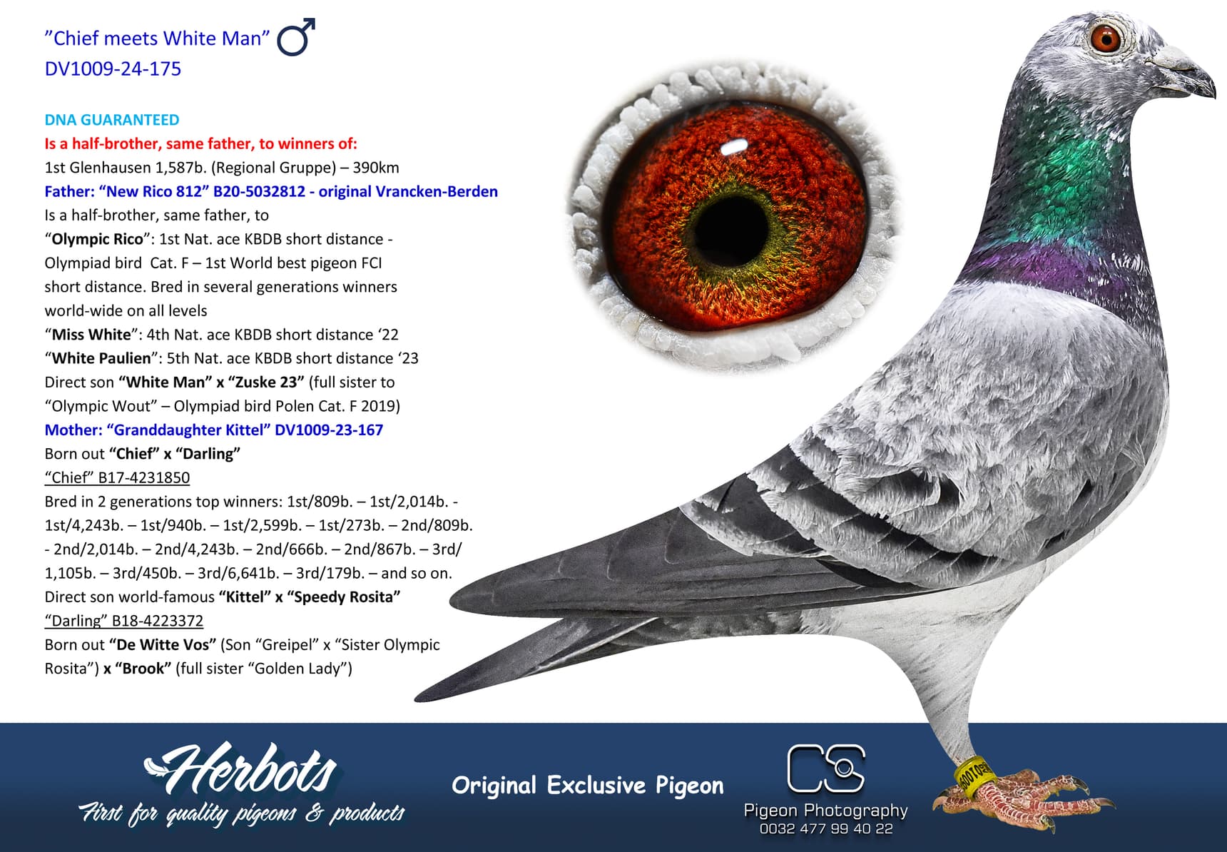 pigeon: undefined