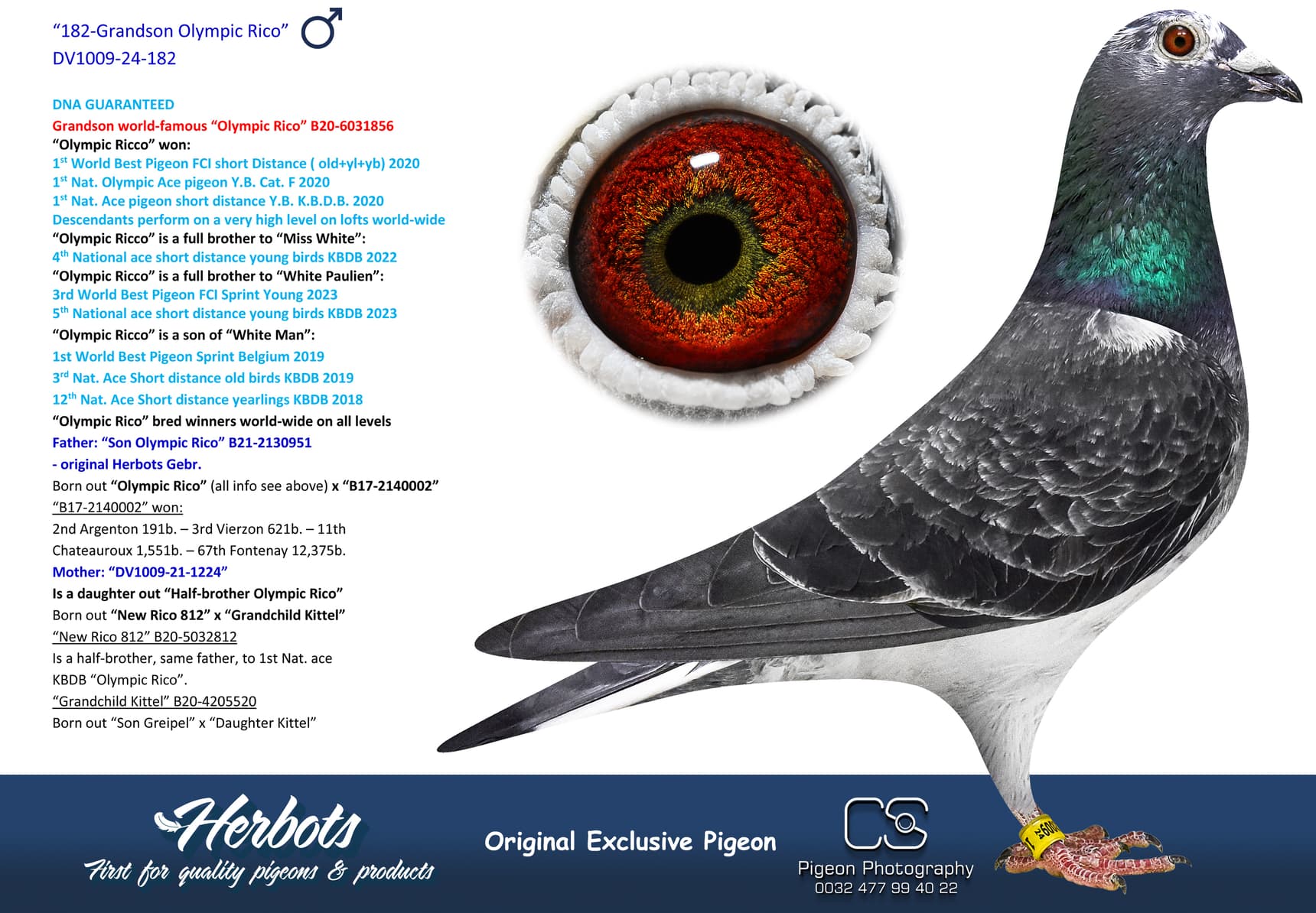 pigeon: undefined