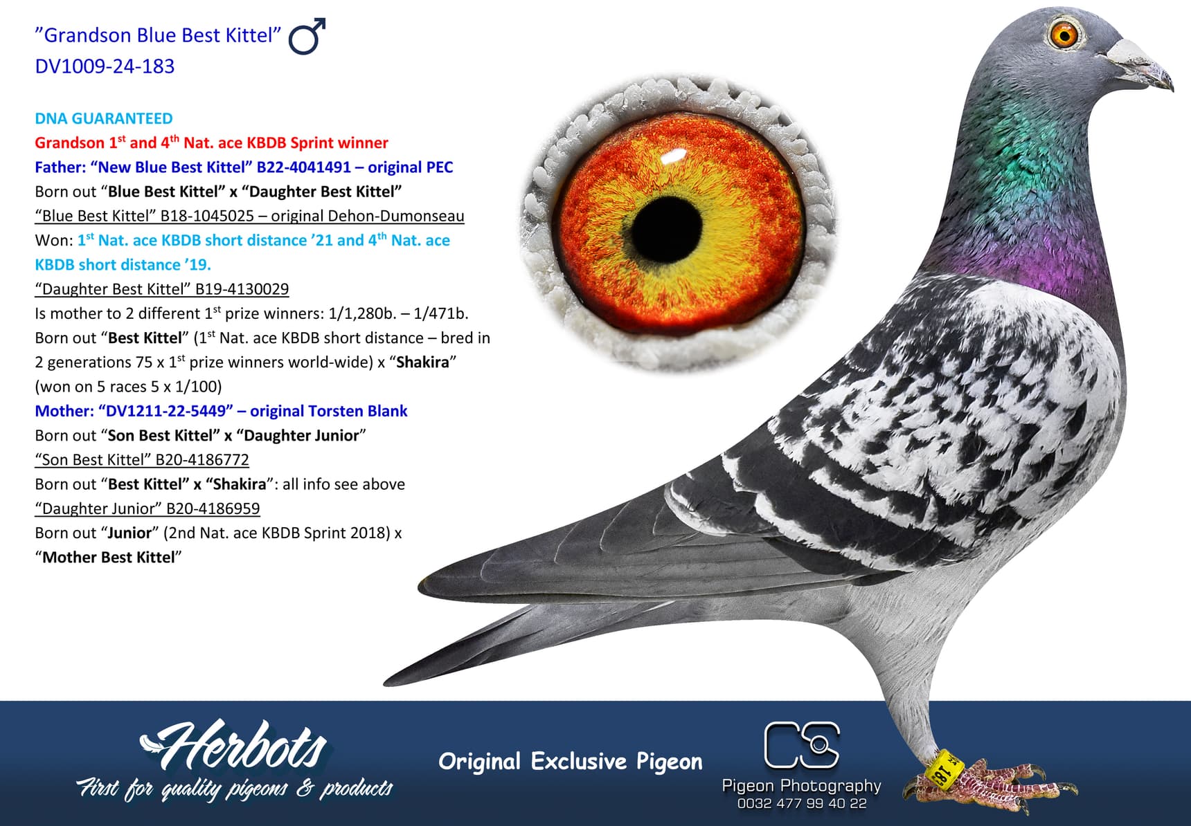 pigeon: undefined