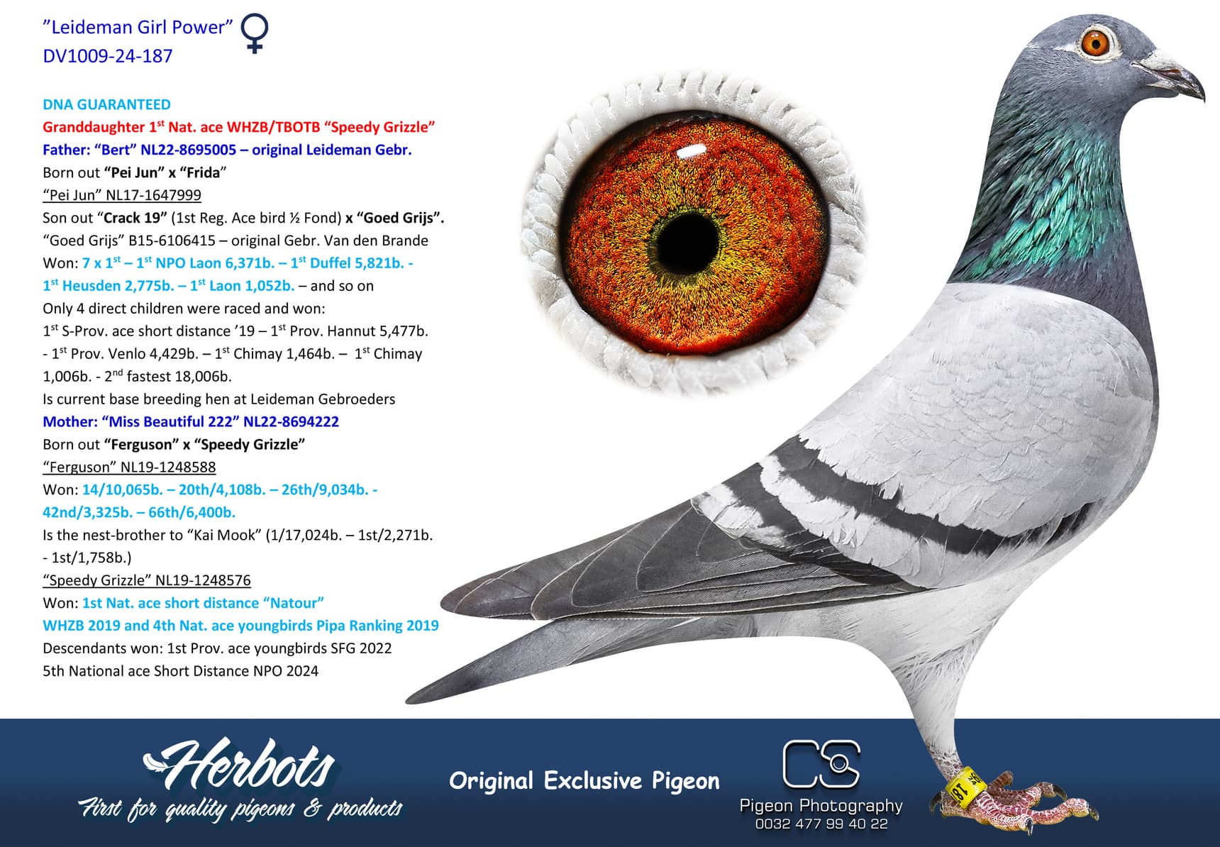 pigeon: undefined