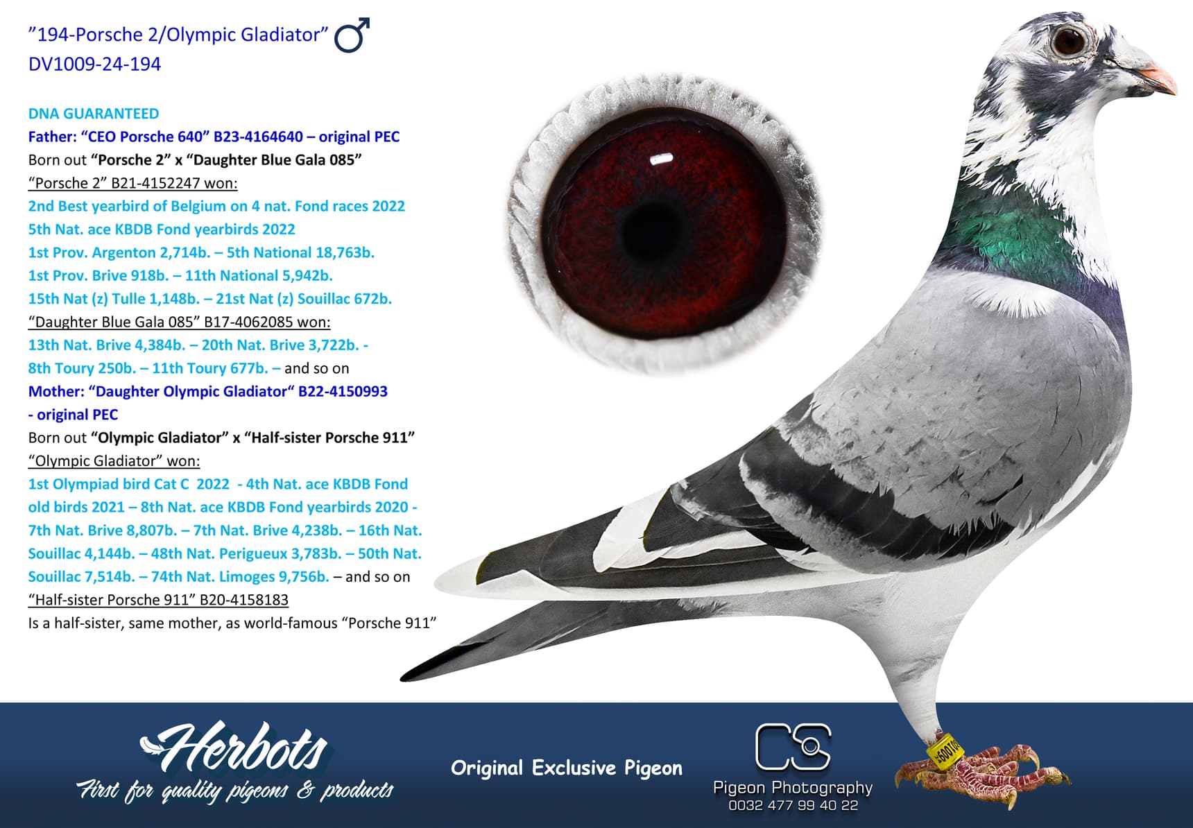 pigeon: undefined