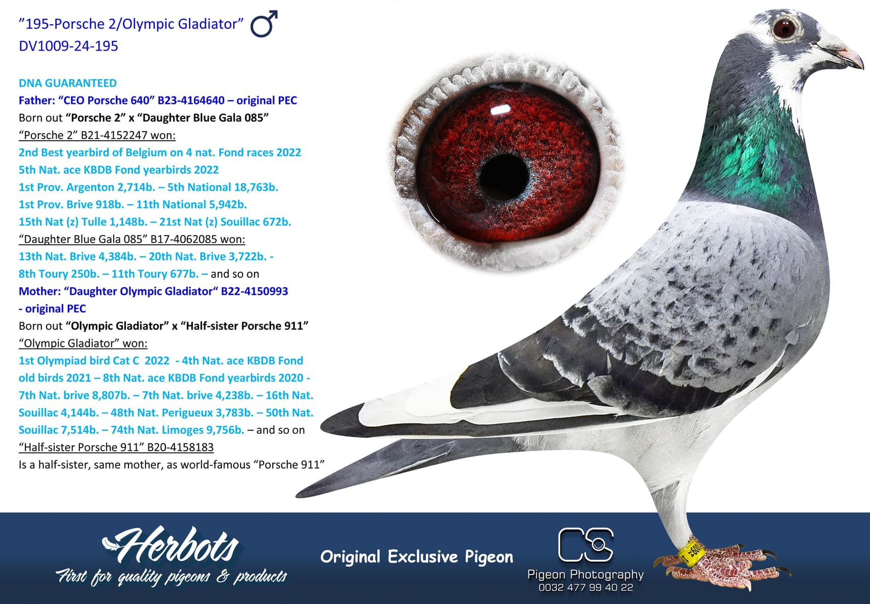pigeon: undefined