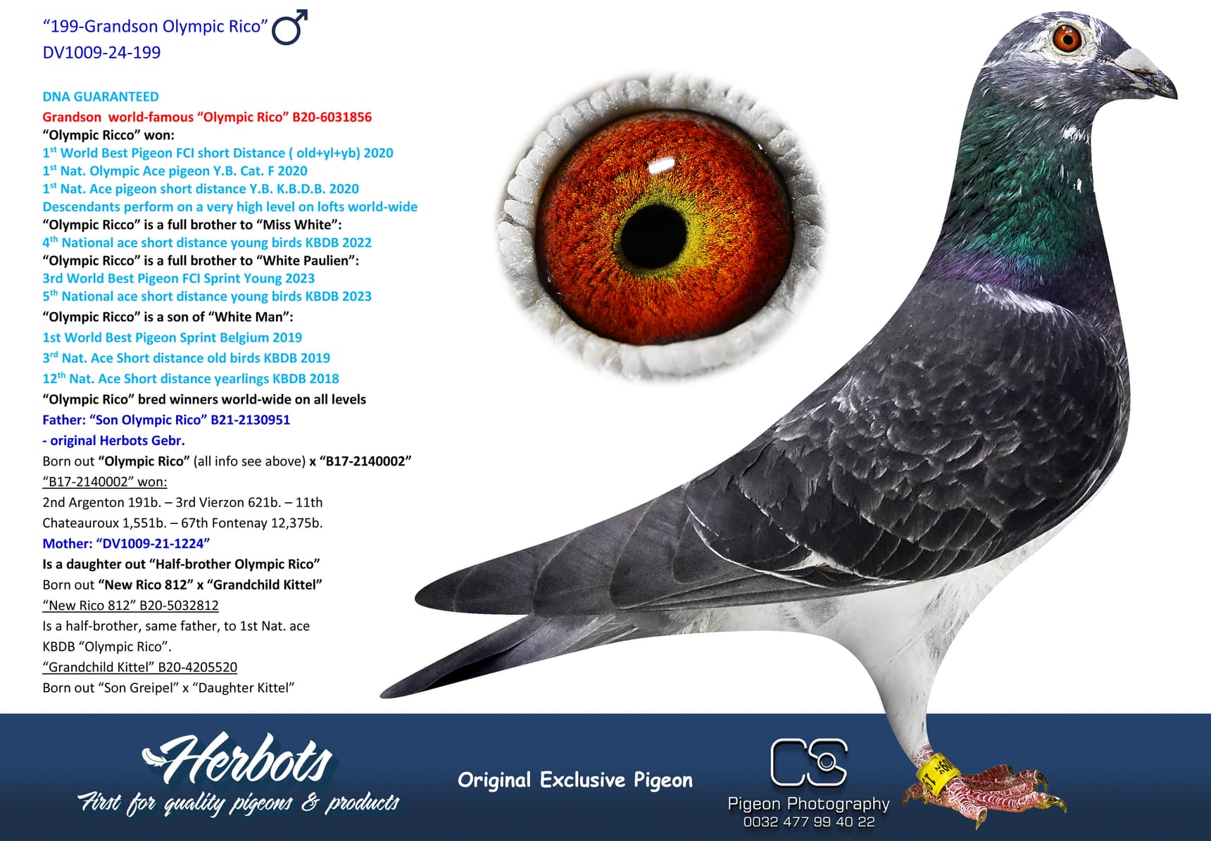 pigeon: undefined