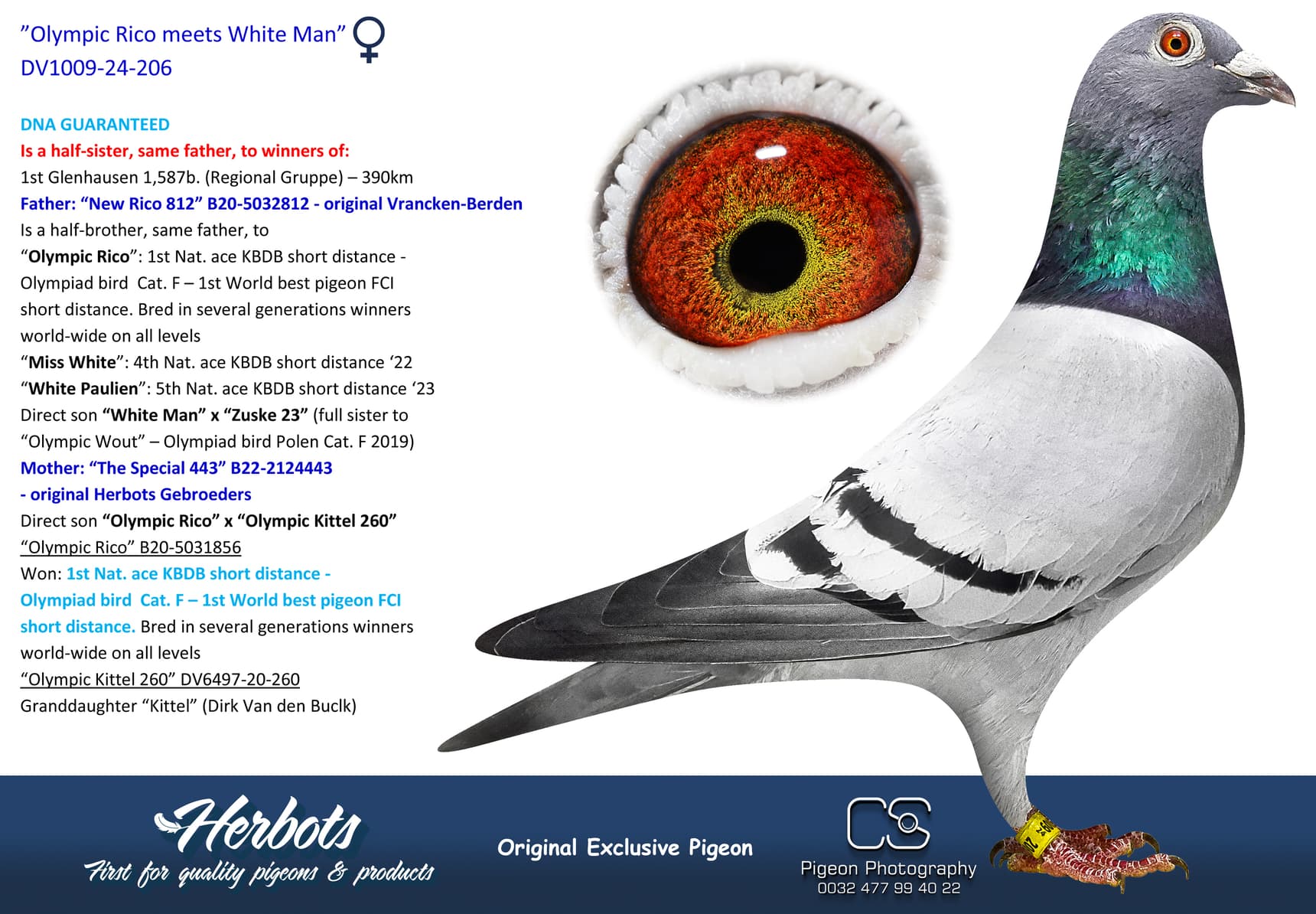 pigeon: undefined