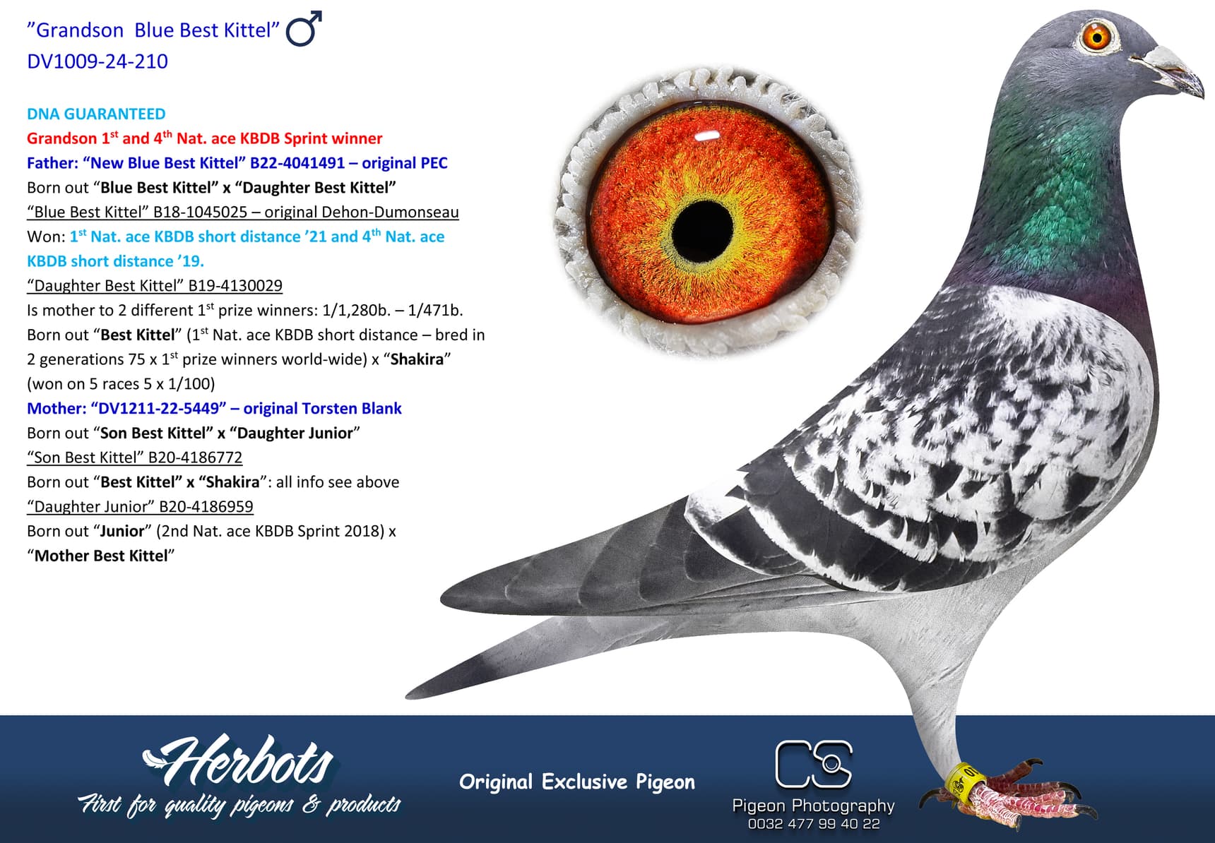 pigeon: undefined
