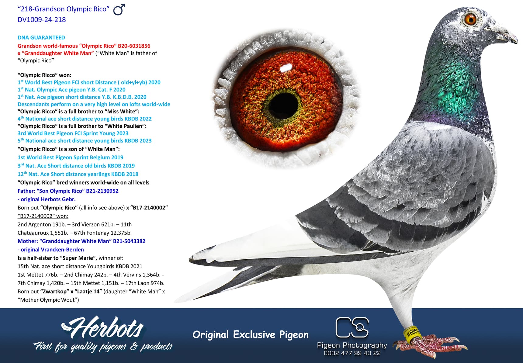 pigeon: undefined