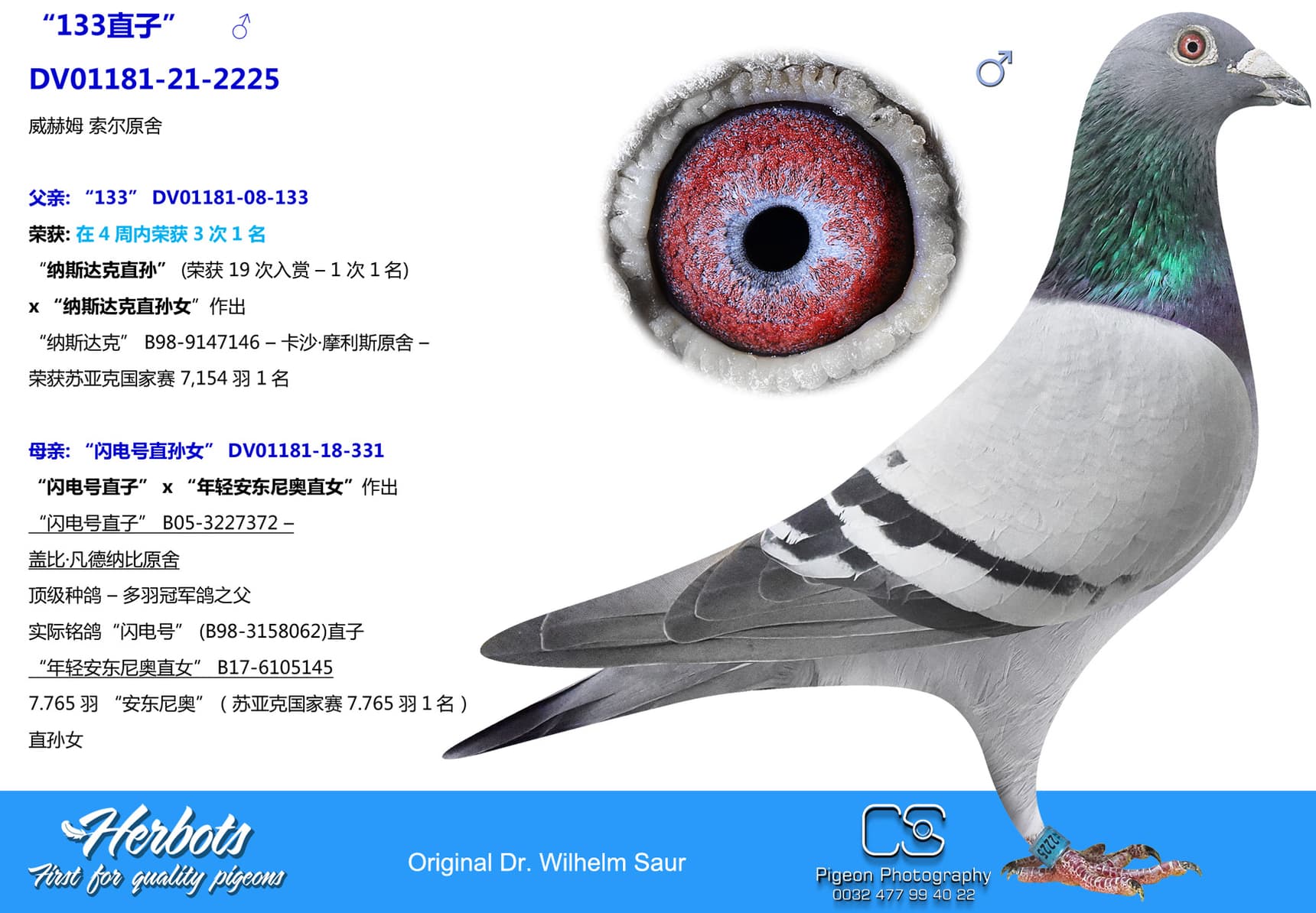 pigeon: undefined