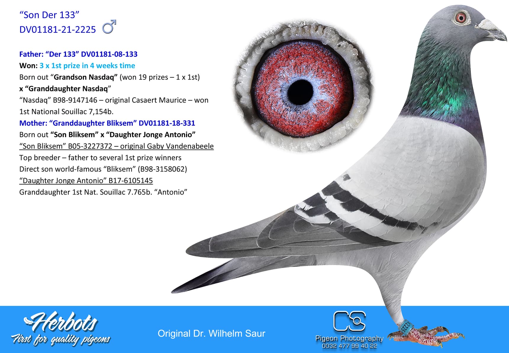 pigeon: undefined