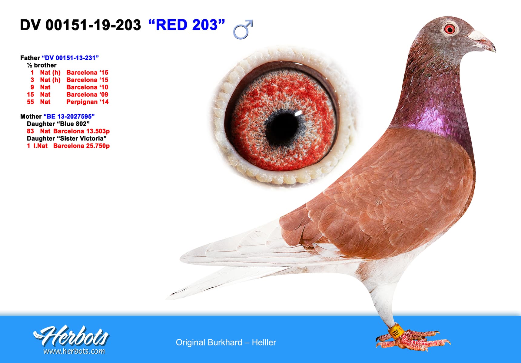 pigeon: undefined