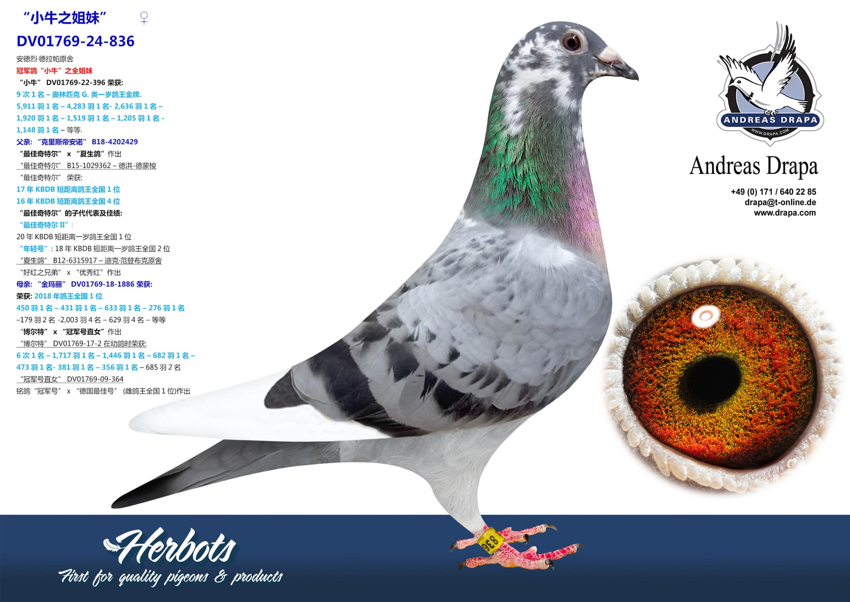 pigeon: undefined