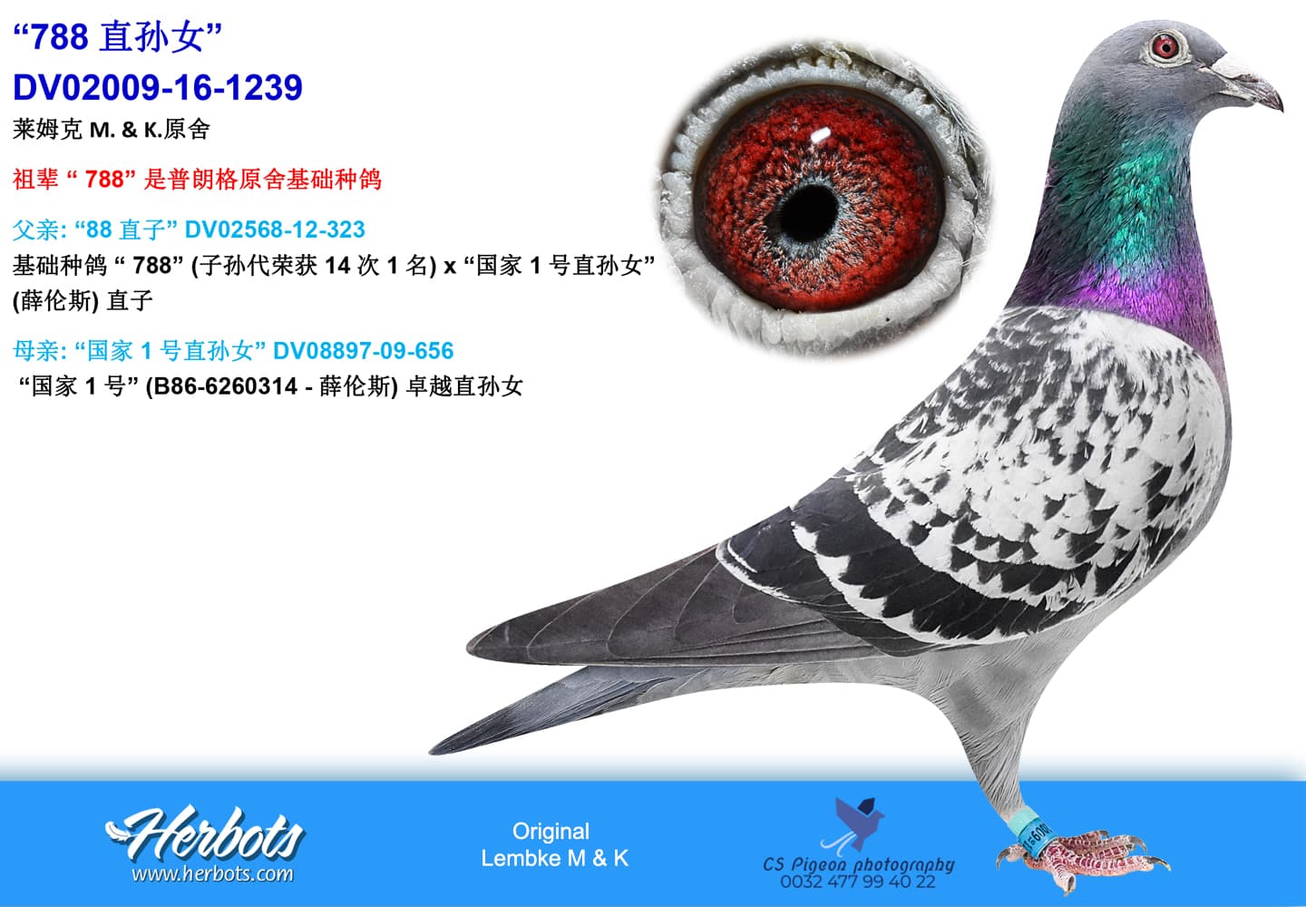 pigeon: undefined