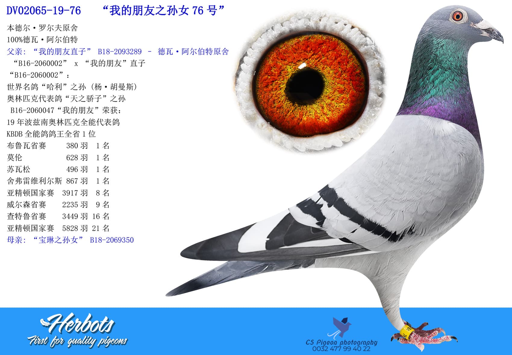 pigeon: undefined