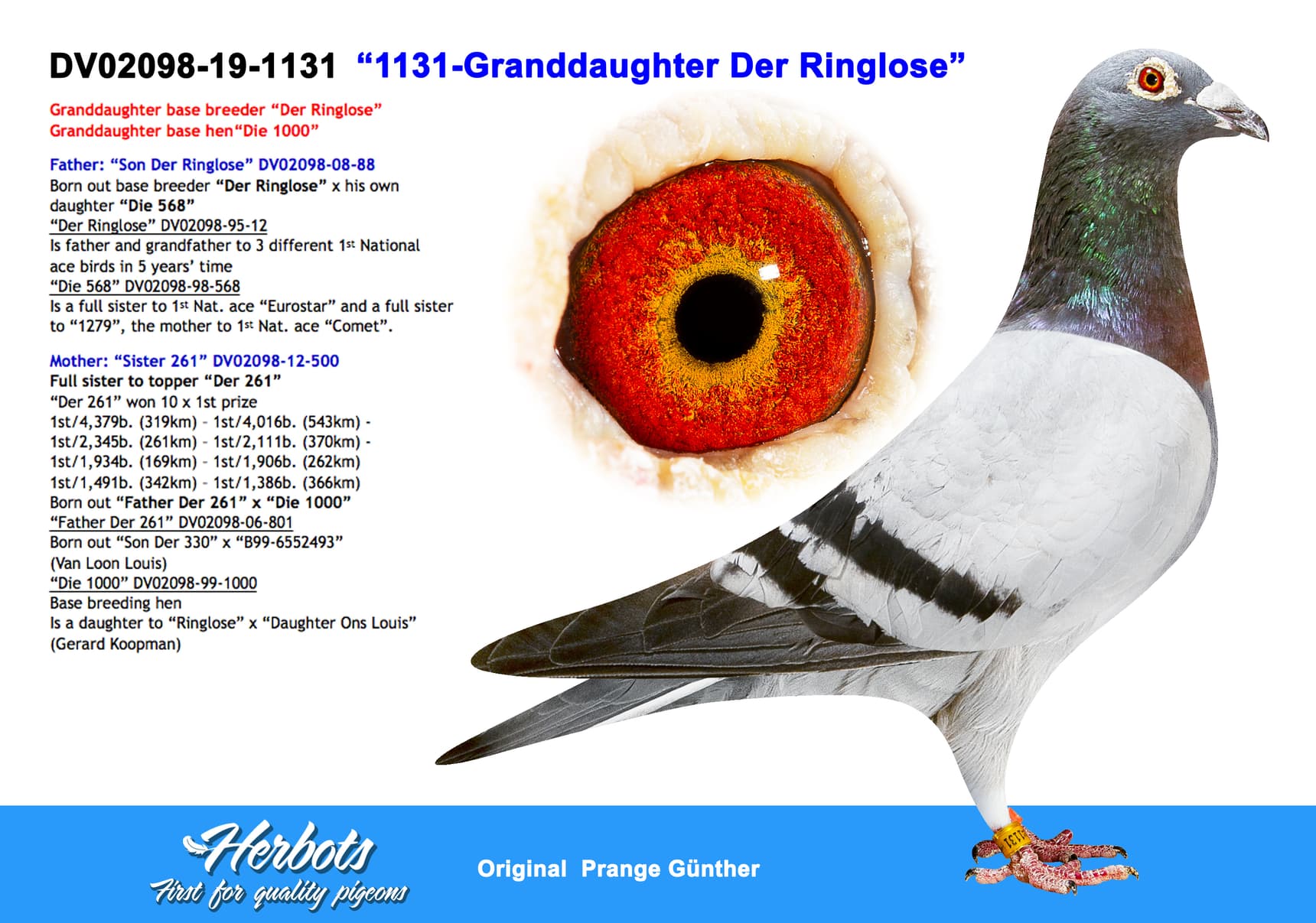 pigeon: undefined