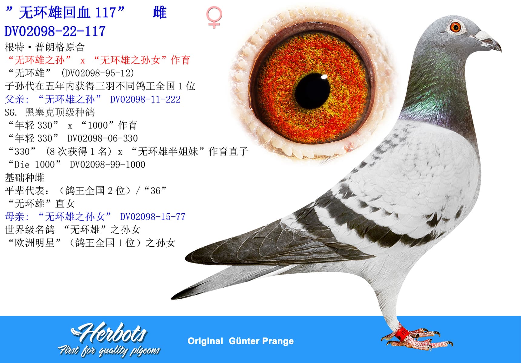 pigeon: undefined