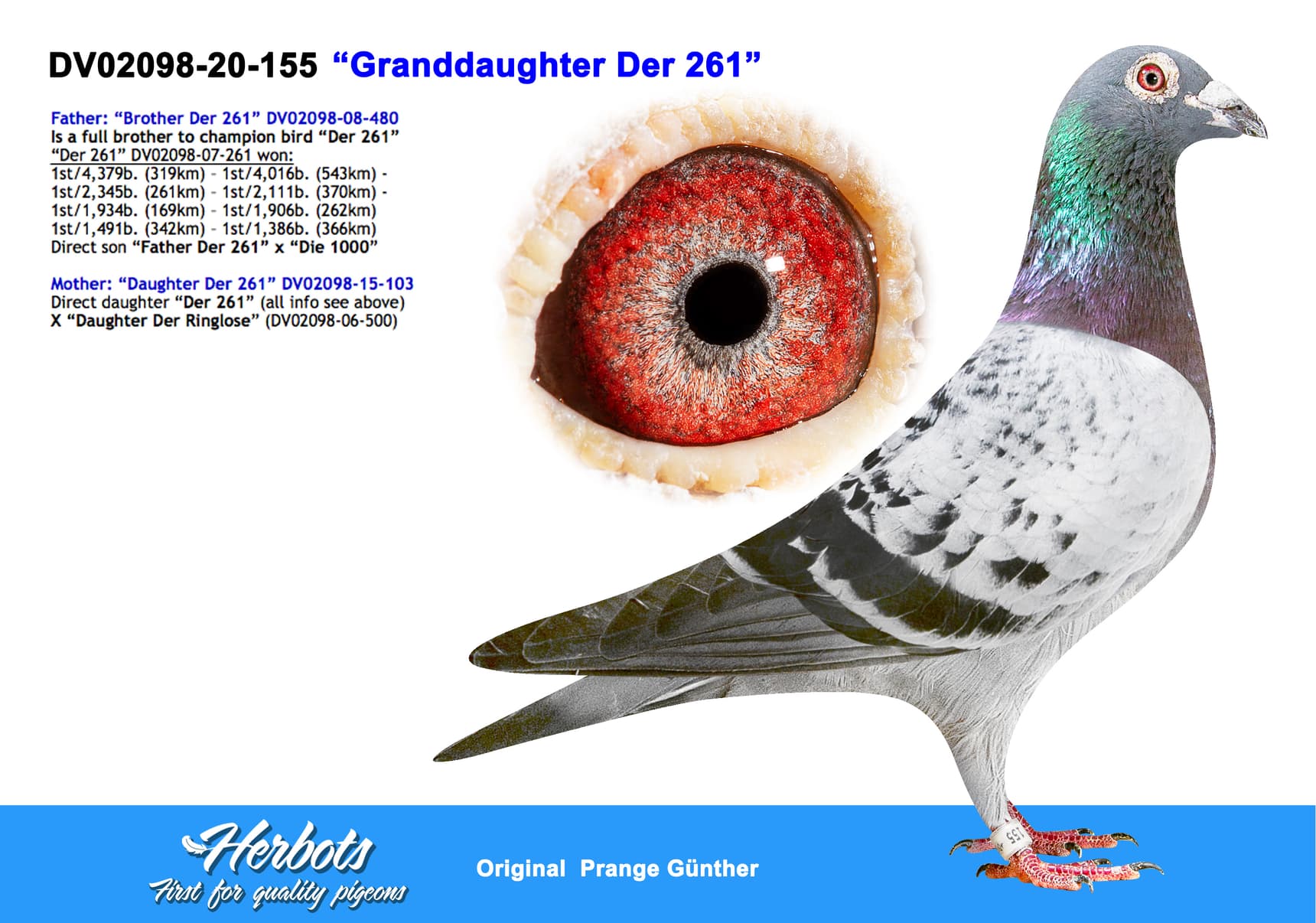 pigeon: undefined
