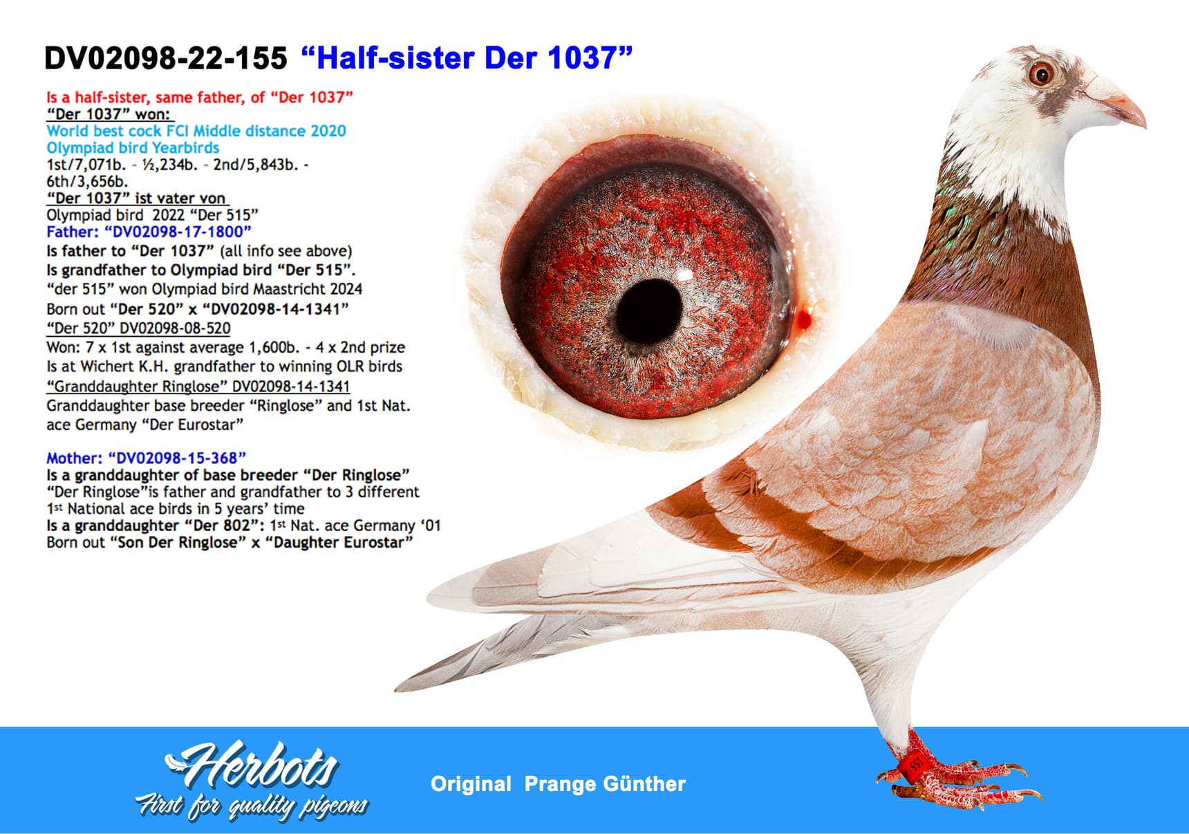 pigeon: undefined