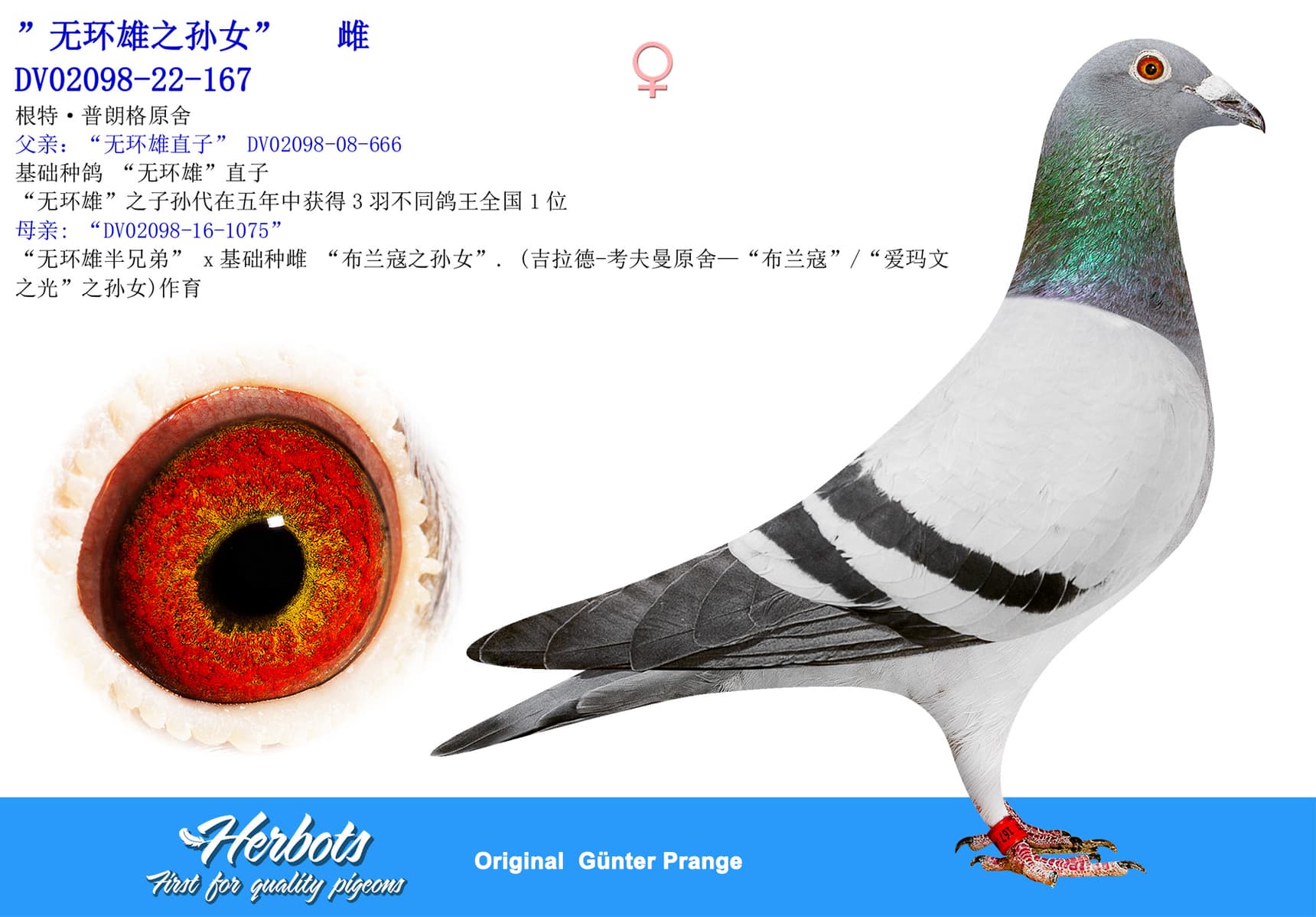 pigeon: undefined