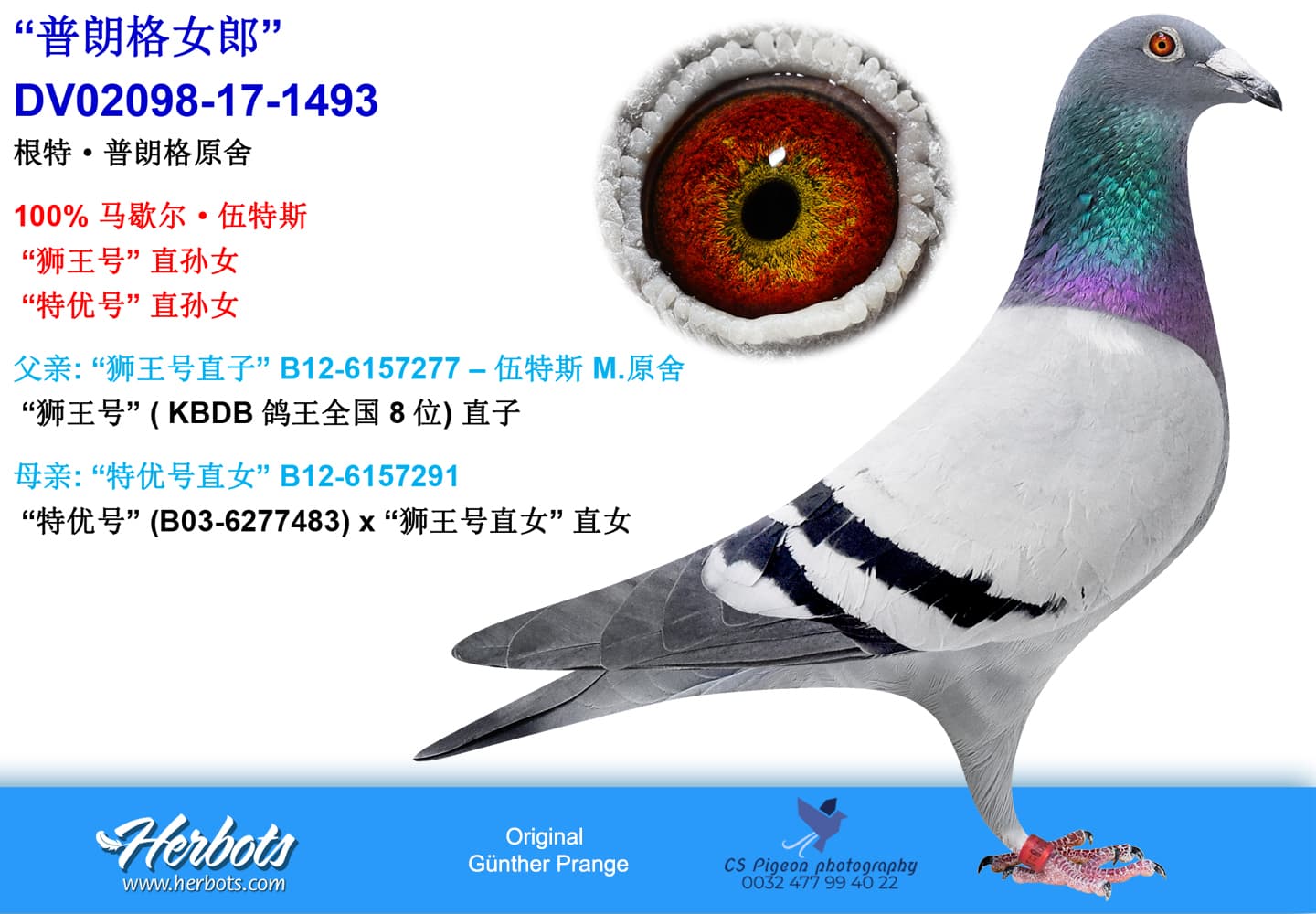 pigeon: undefined