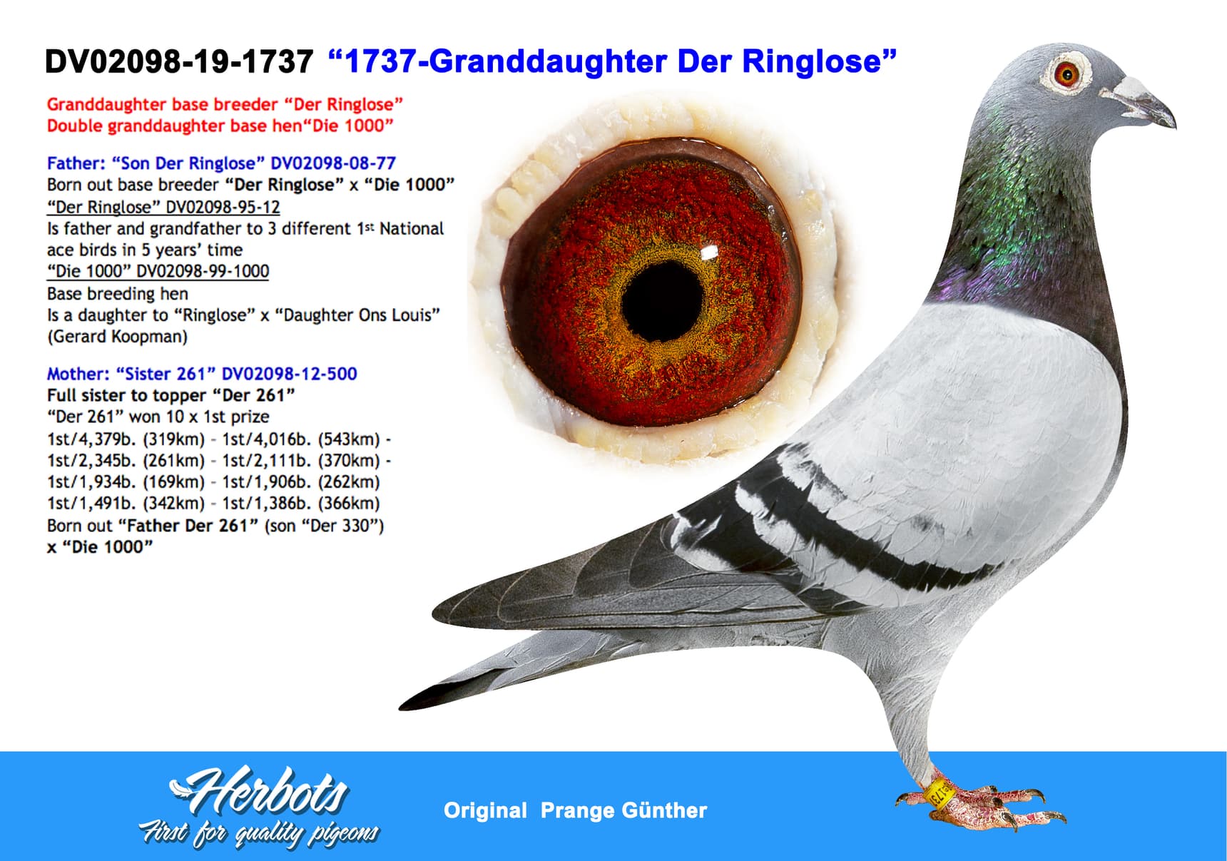 pigeon: undefined