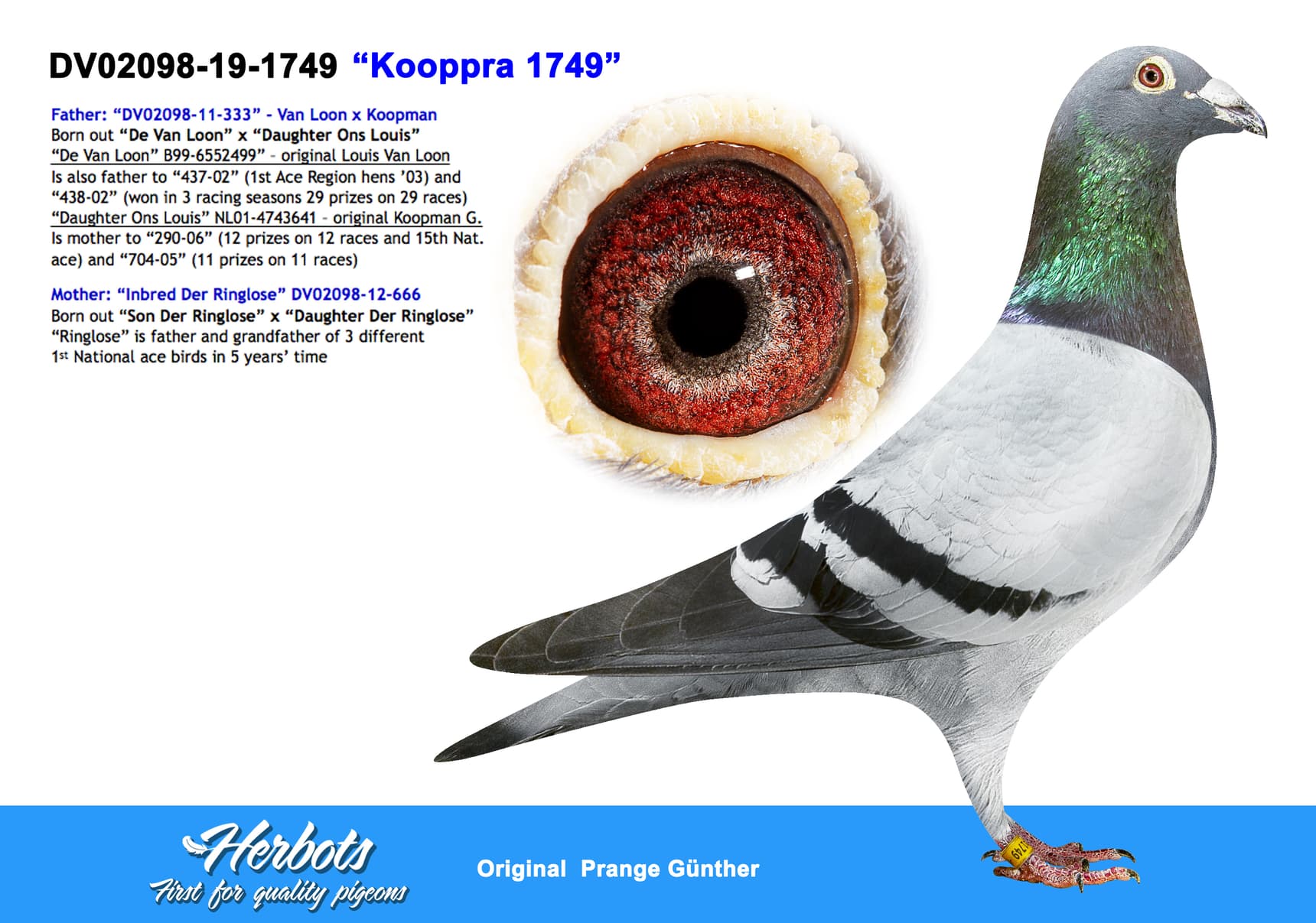 pigeon: undefined
