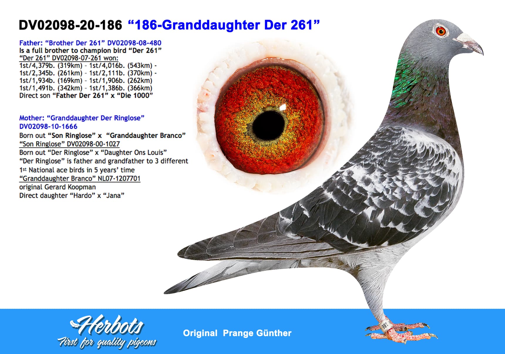 pigeon: undefined