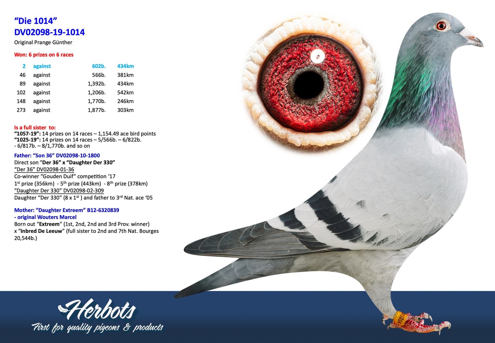 pigeon: undefined