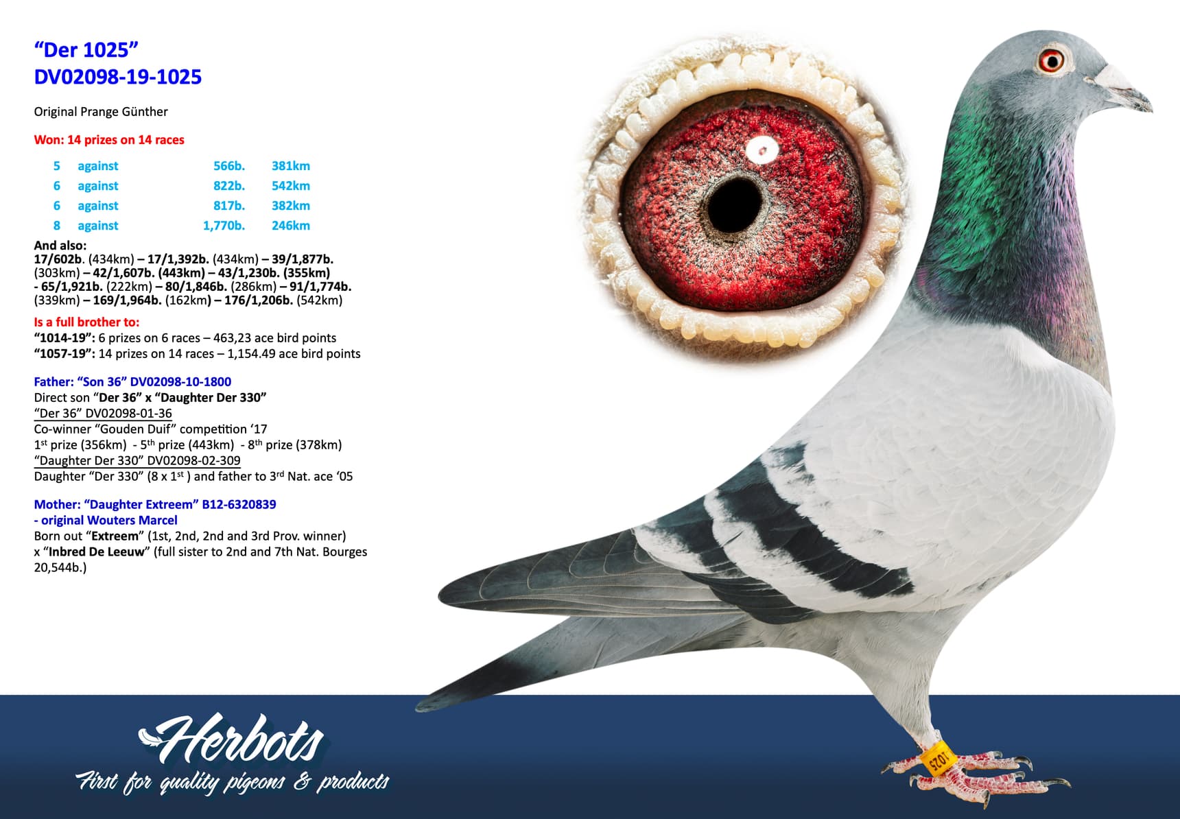 pigeon: undefined