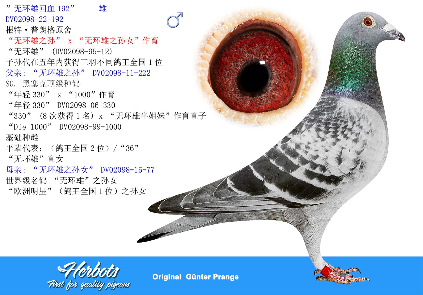 pigeon: undefined