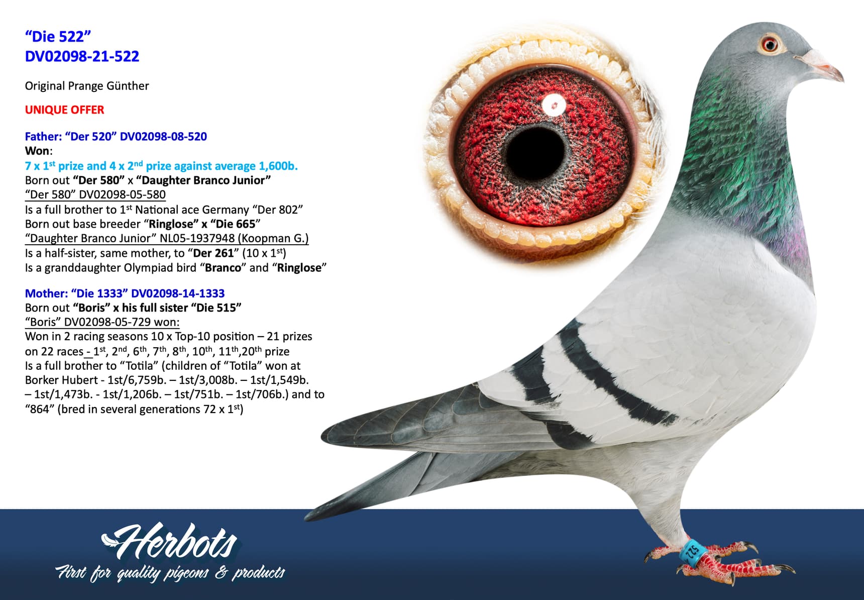 pigeon: undefined