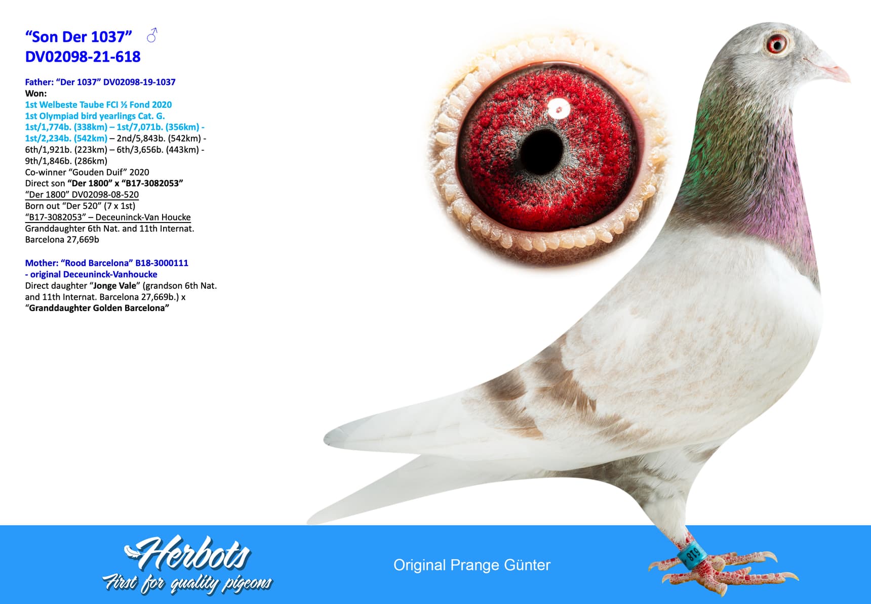 pigeon: undefined