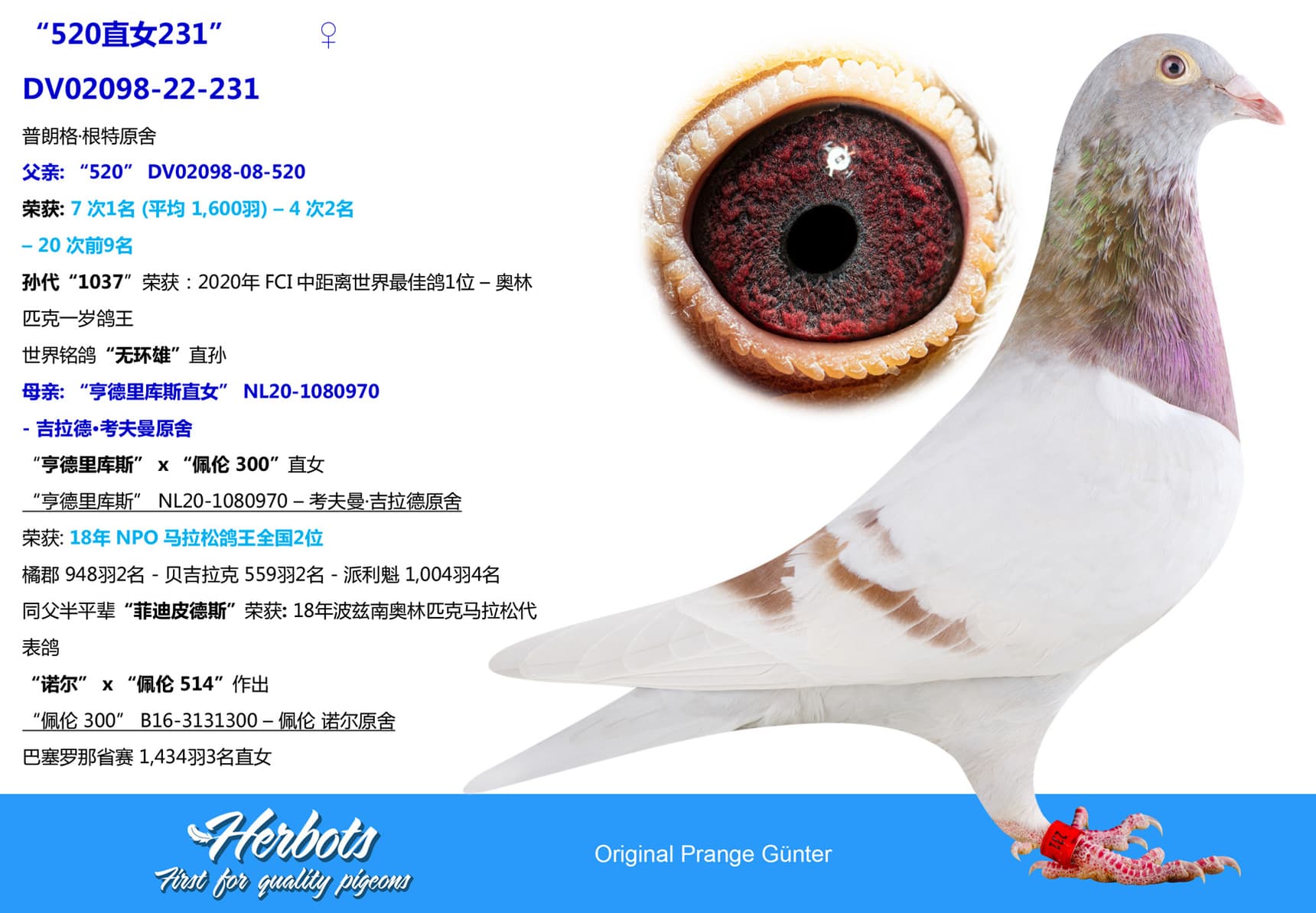 pigeon: undefined