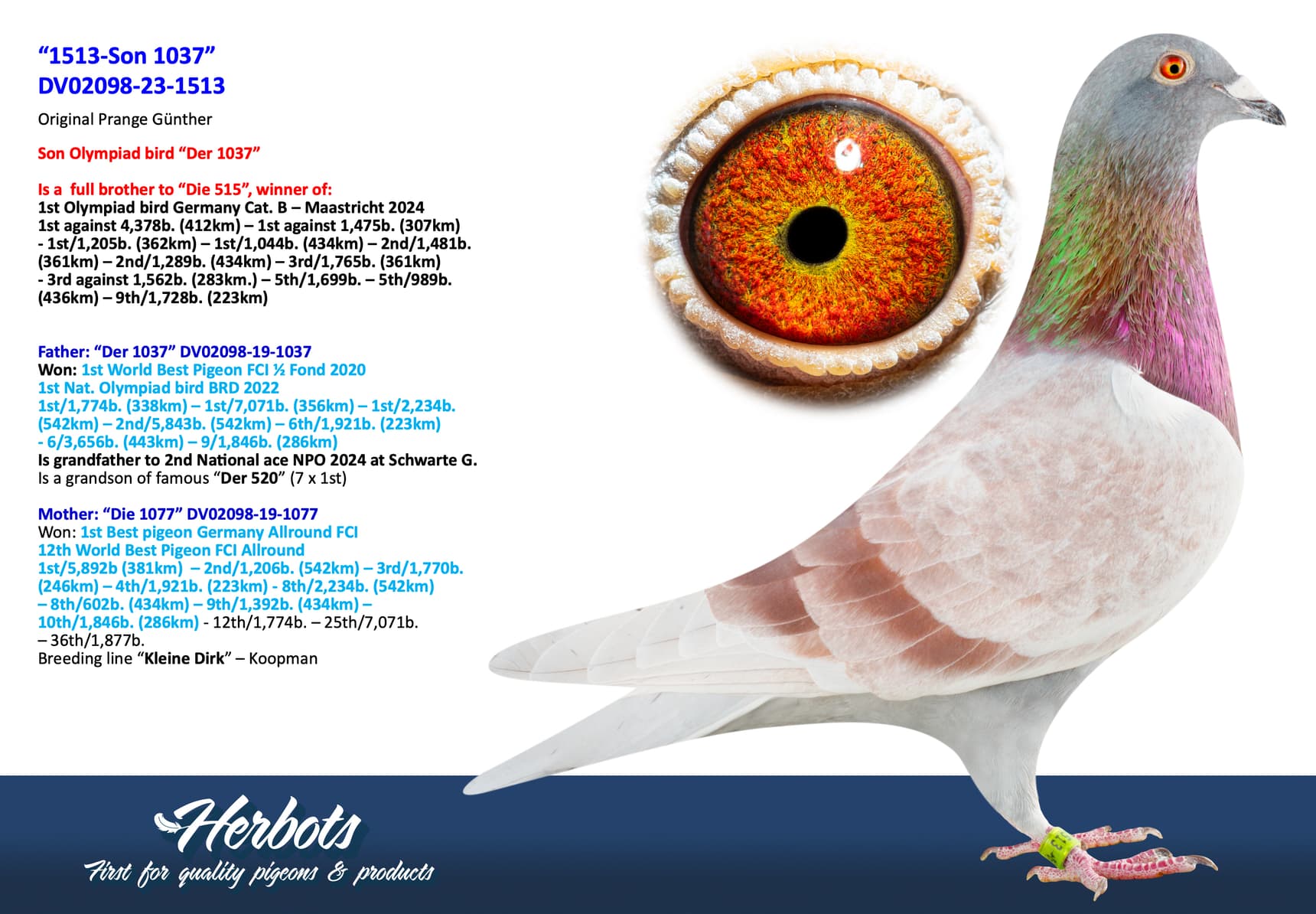 pigeon: undefined