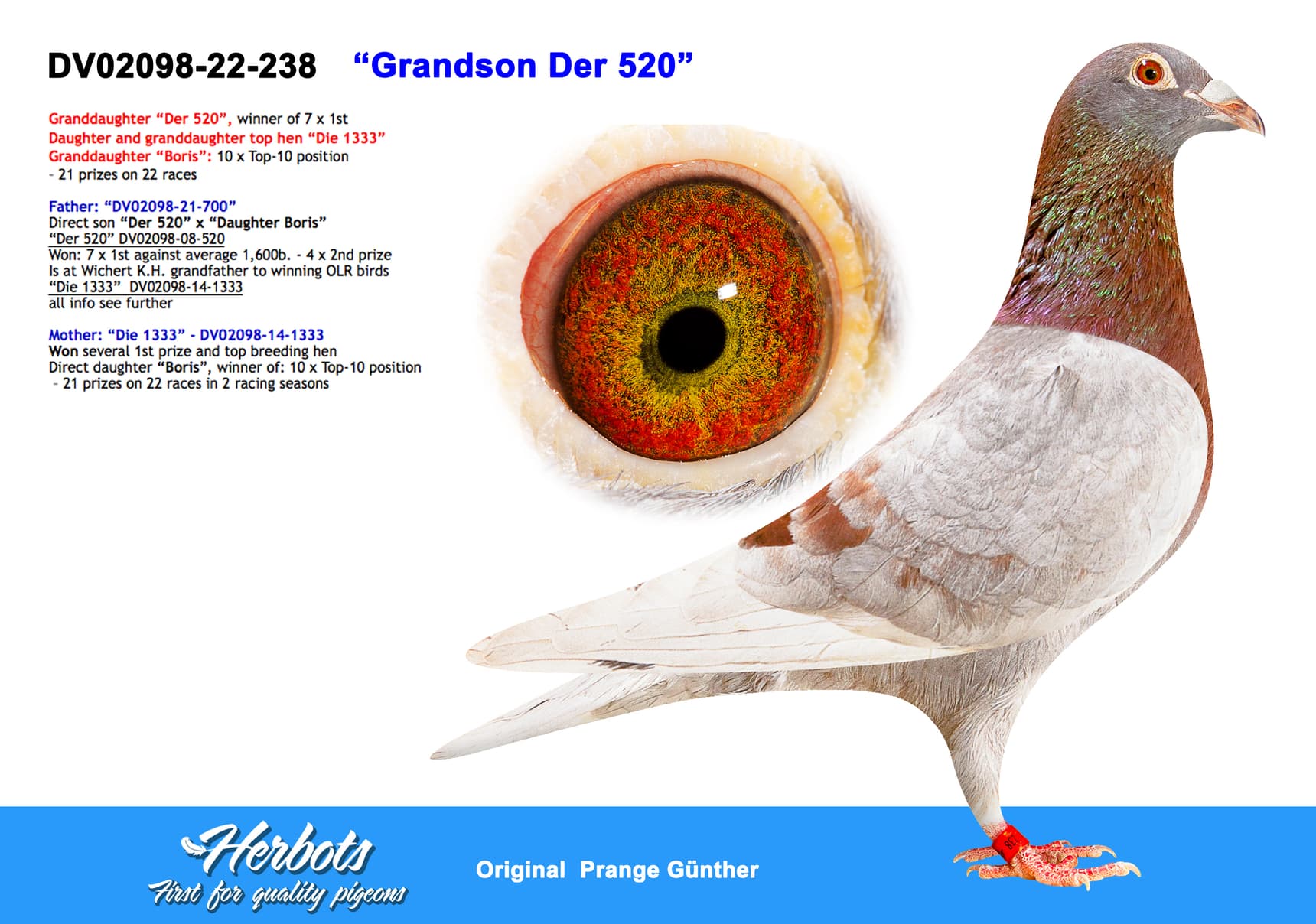 pigeon: undefined