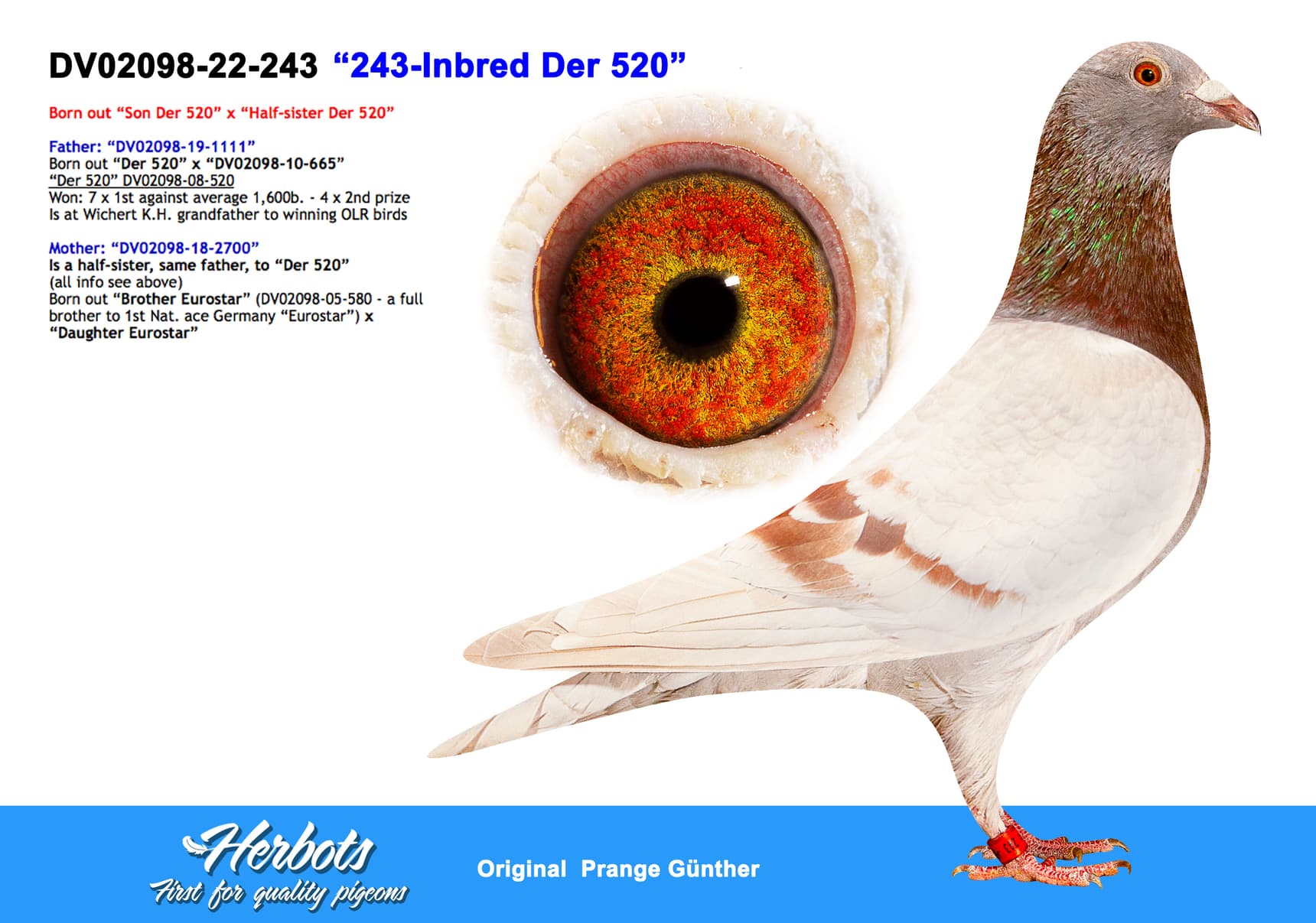 pigeon: undefined