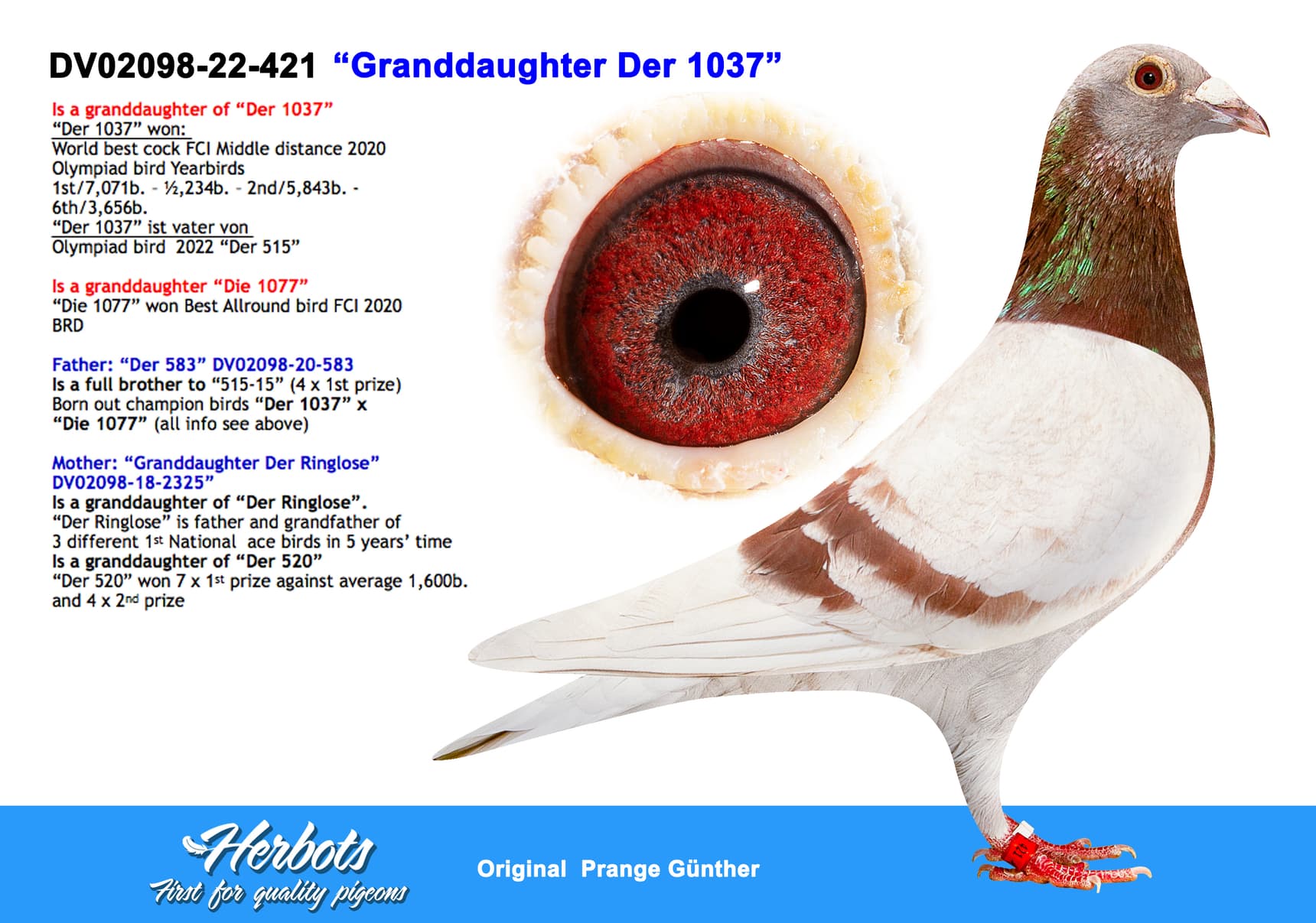 pigeon: undefined