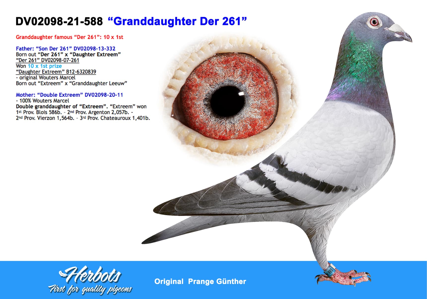 pigeon: undefined