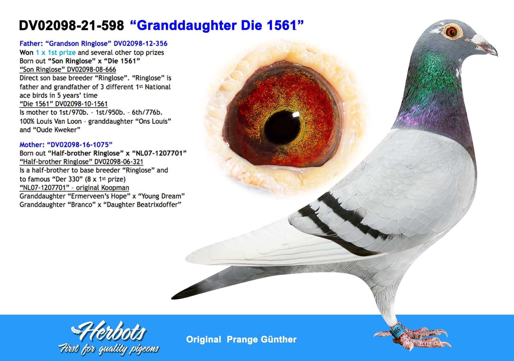 pigeon: undefined
