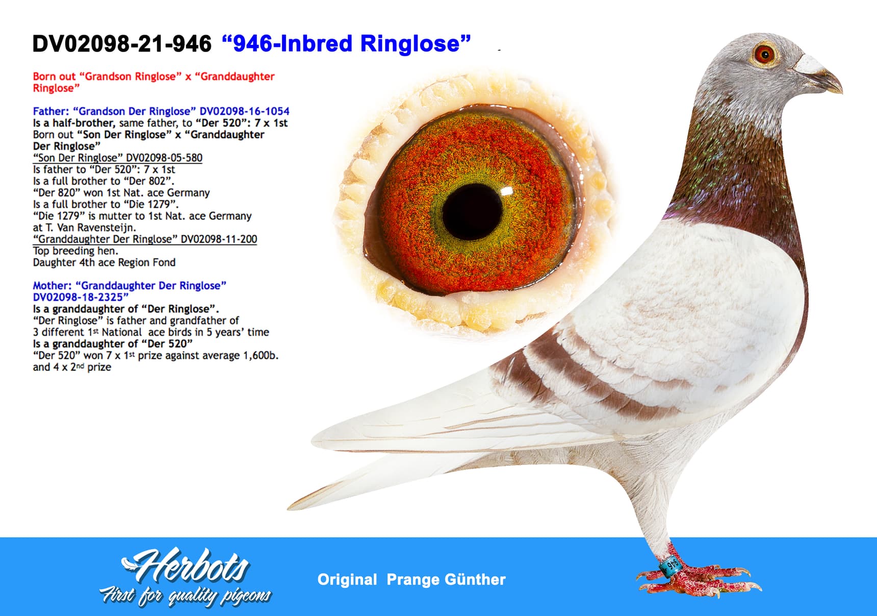 pigeon: undefined