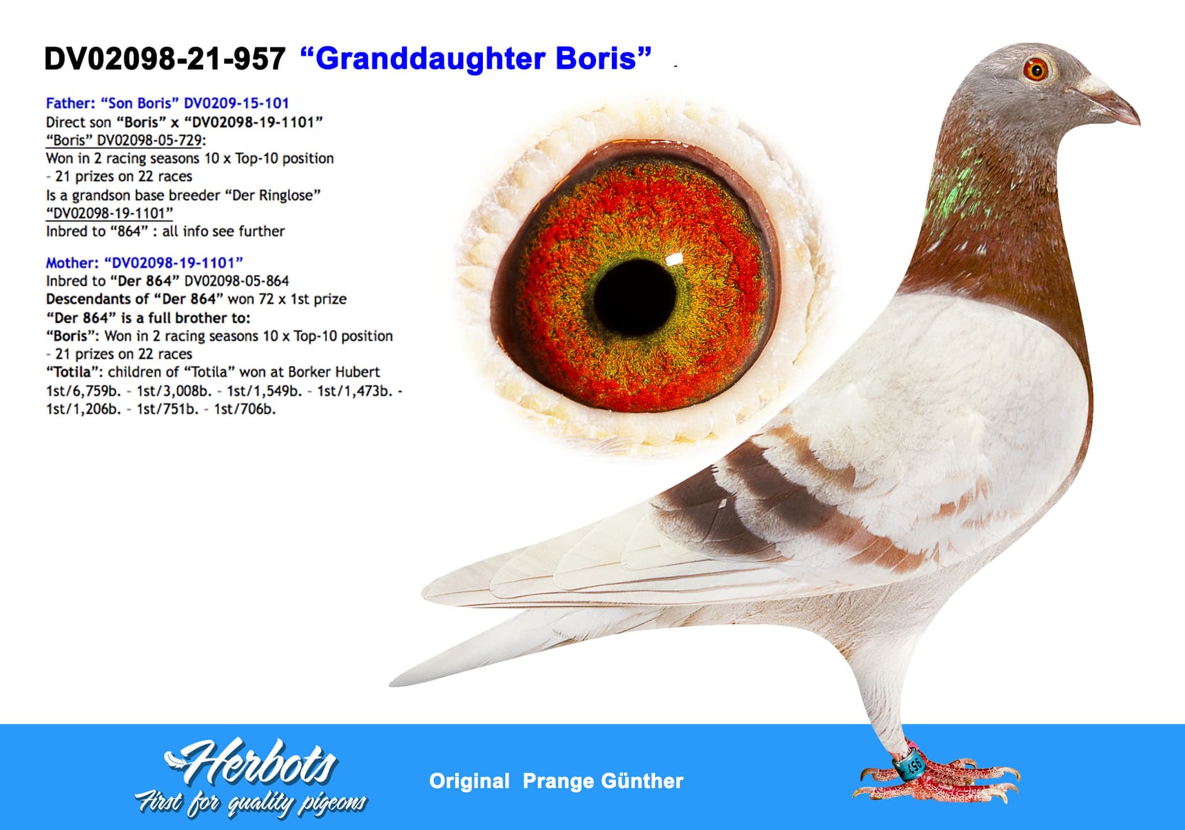 pigeon: undefined