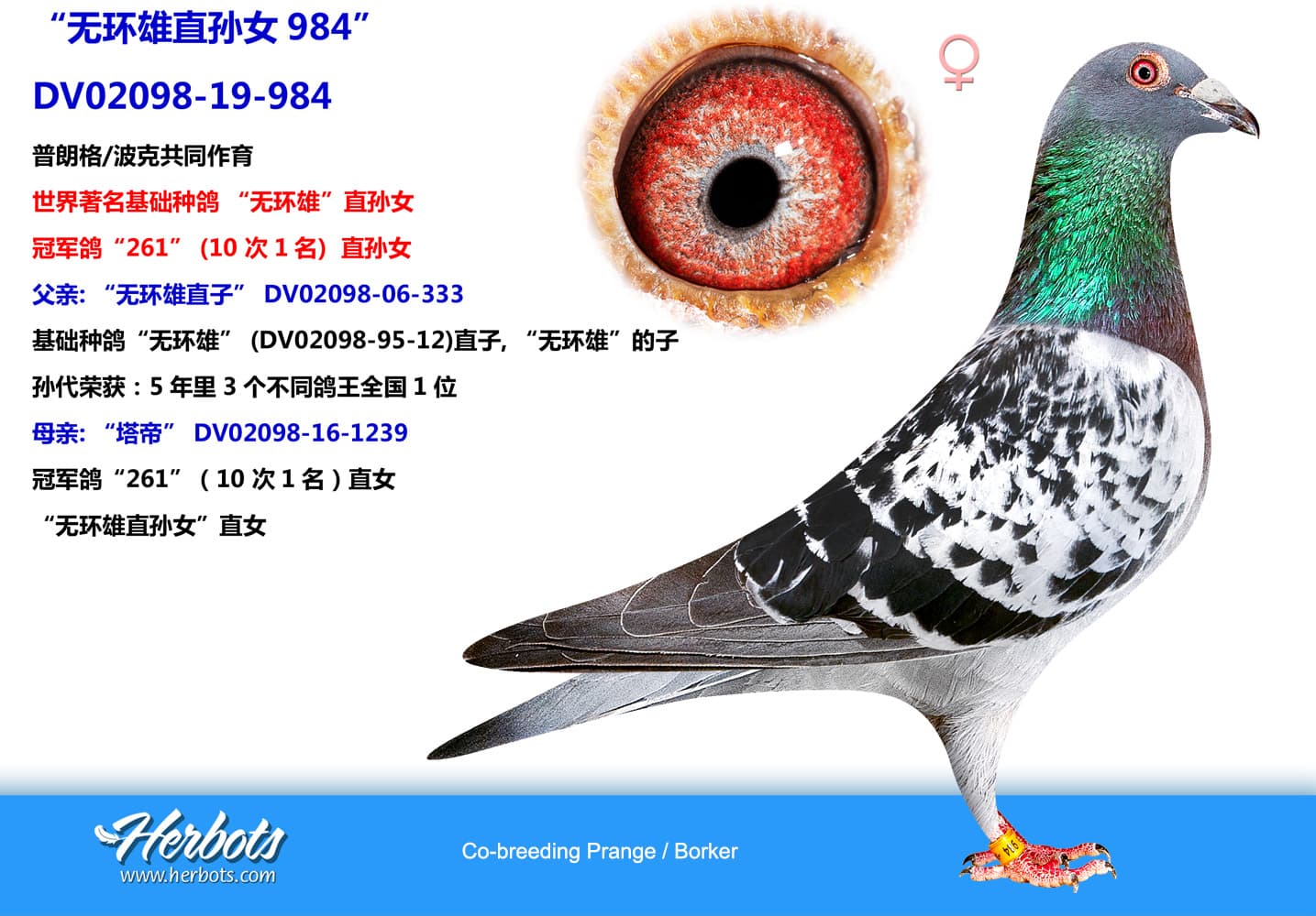 pigeon: undefined