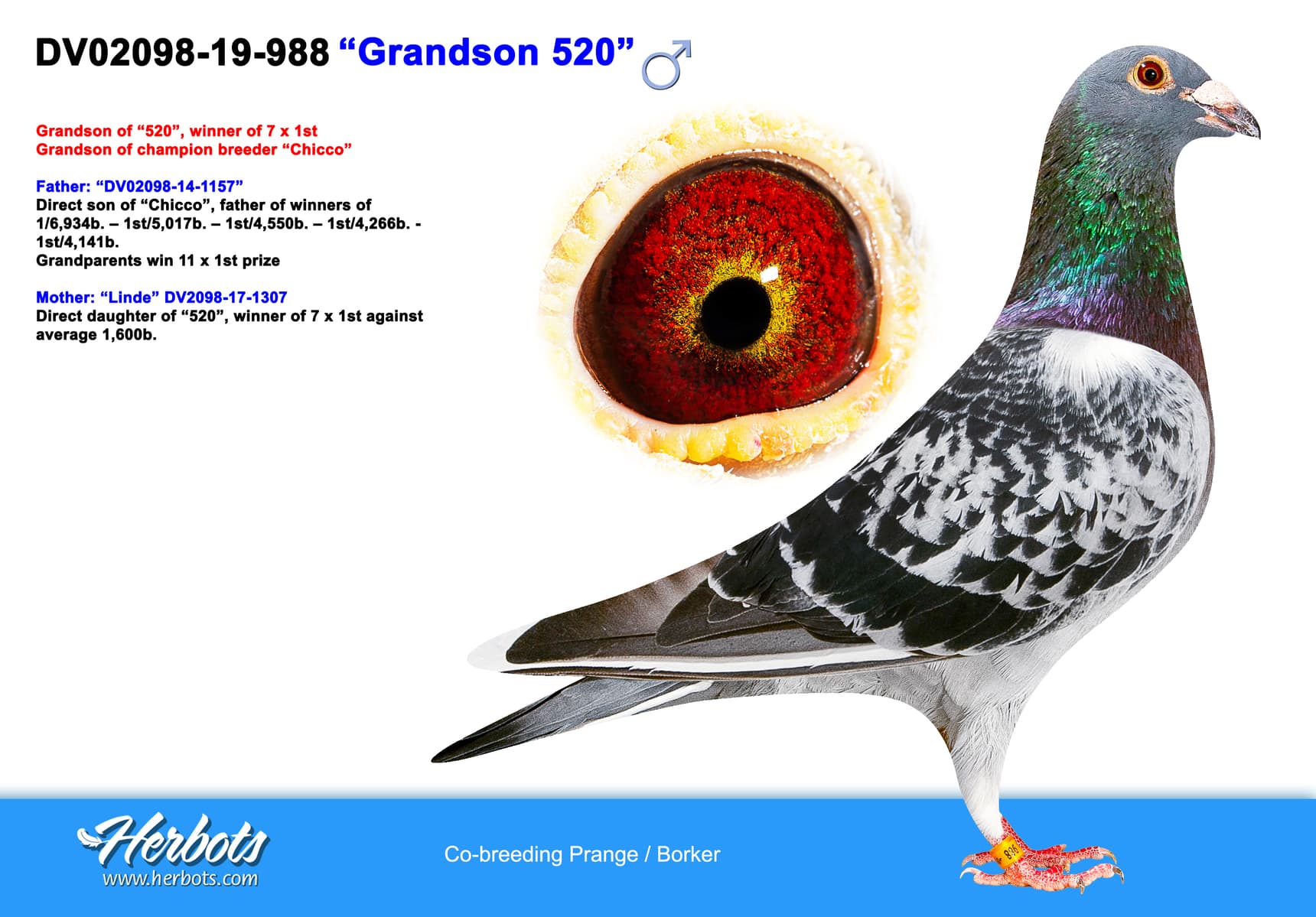 pigeon: undefined