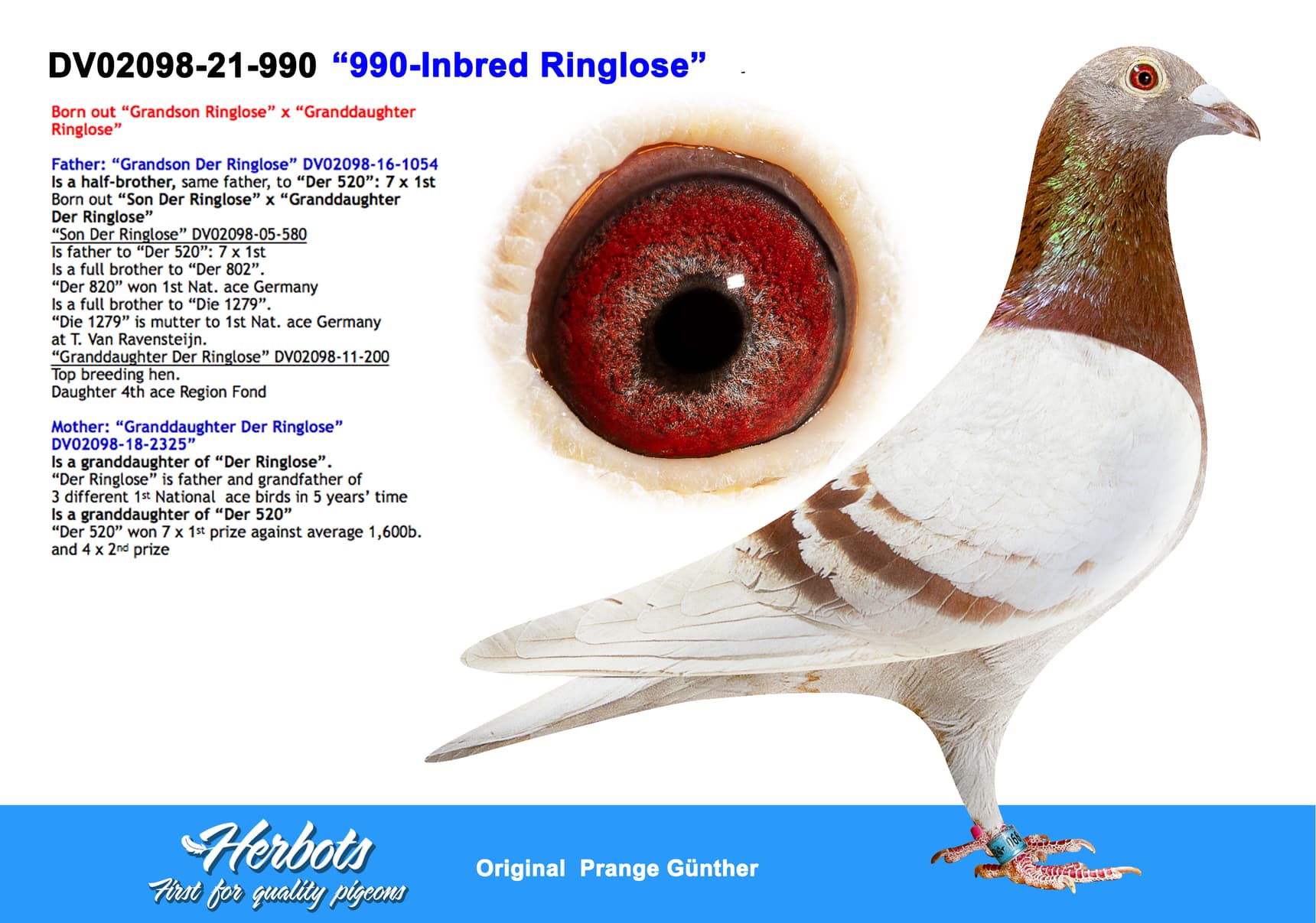 pigeon: undefined