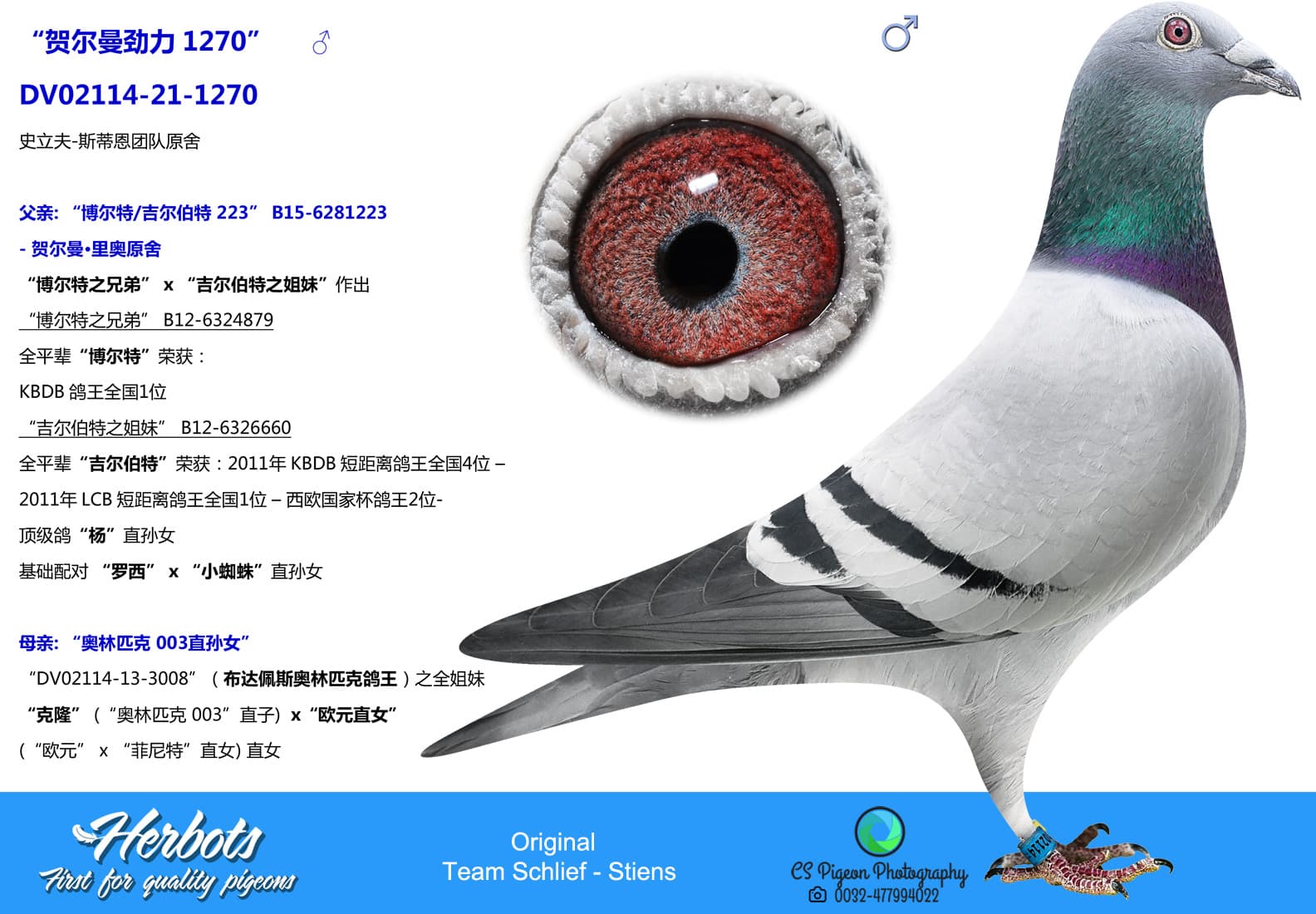 pigeon: undefined