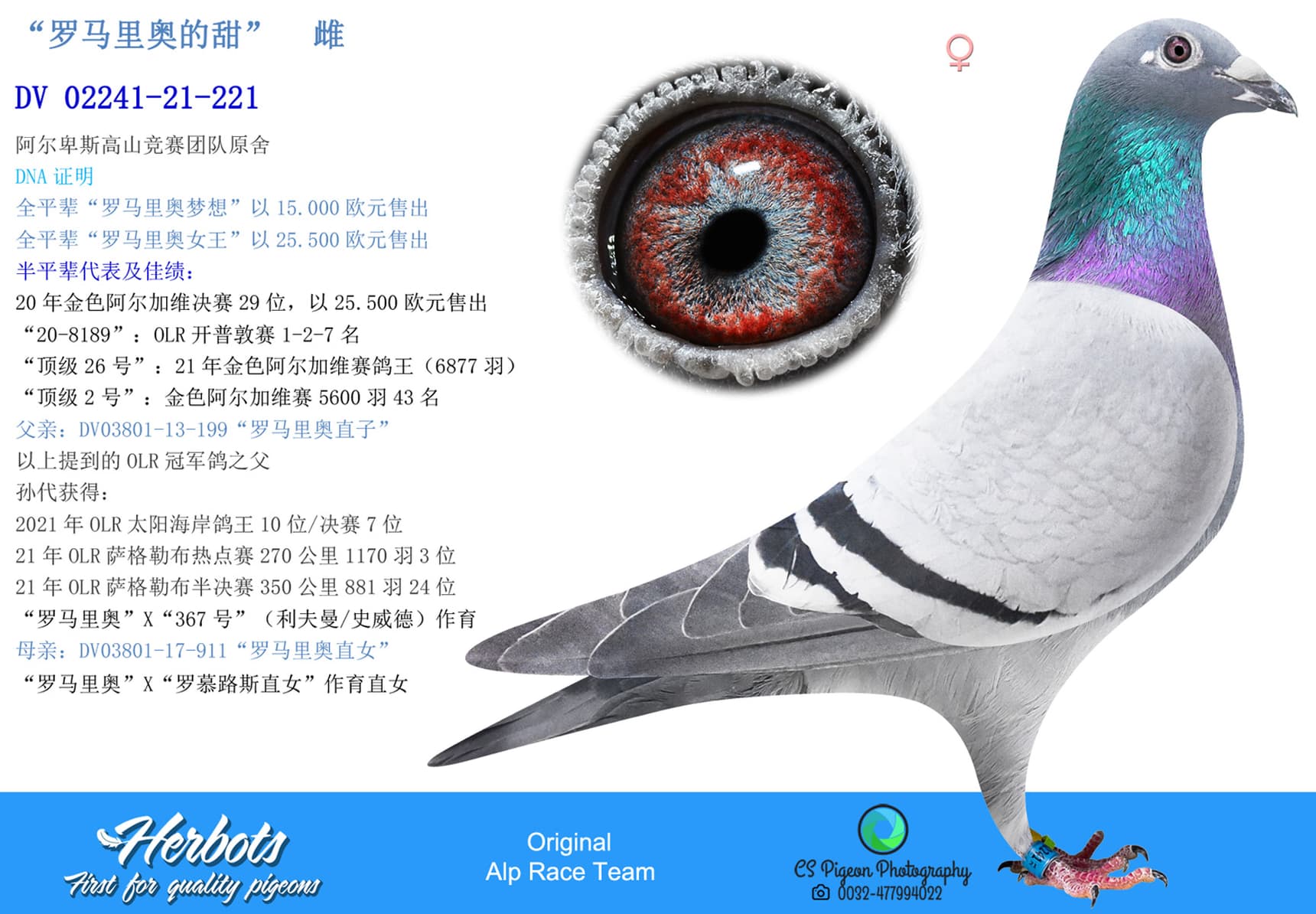 pigeon: undefined